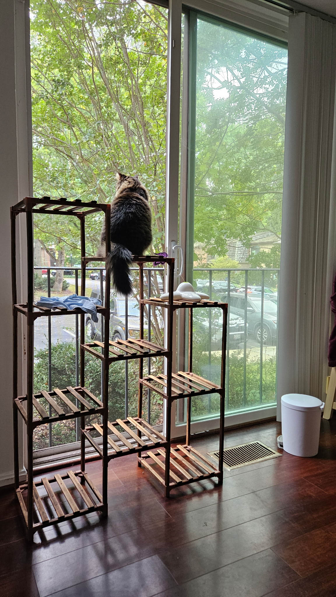 Unedited version of My cat on a plant stand, looking out the window.