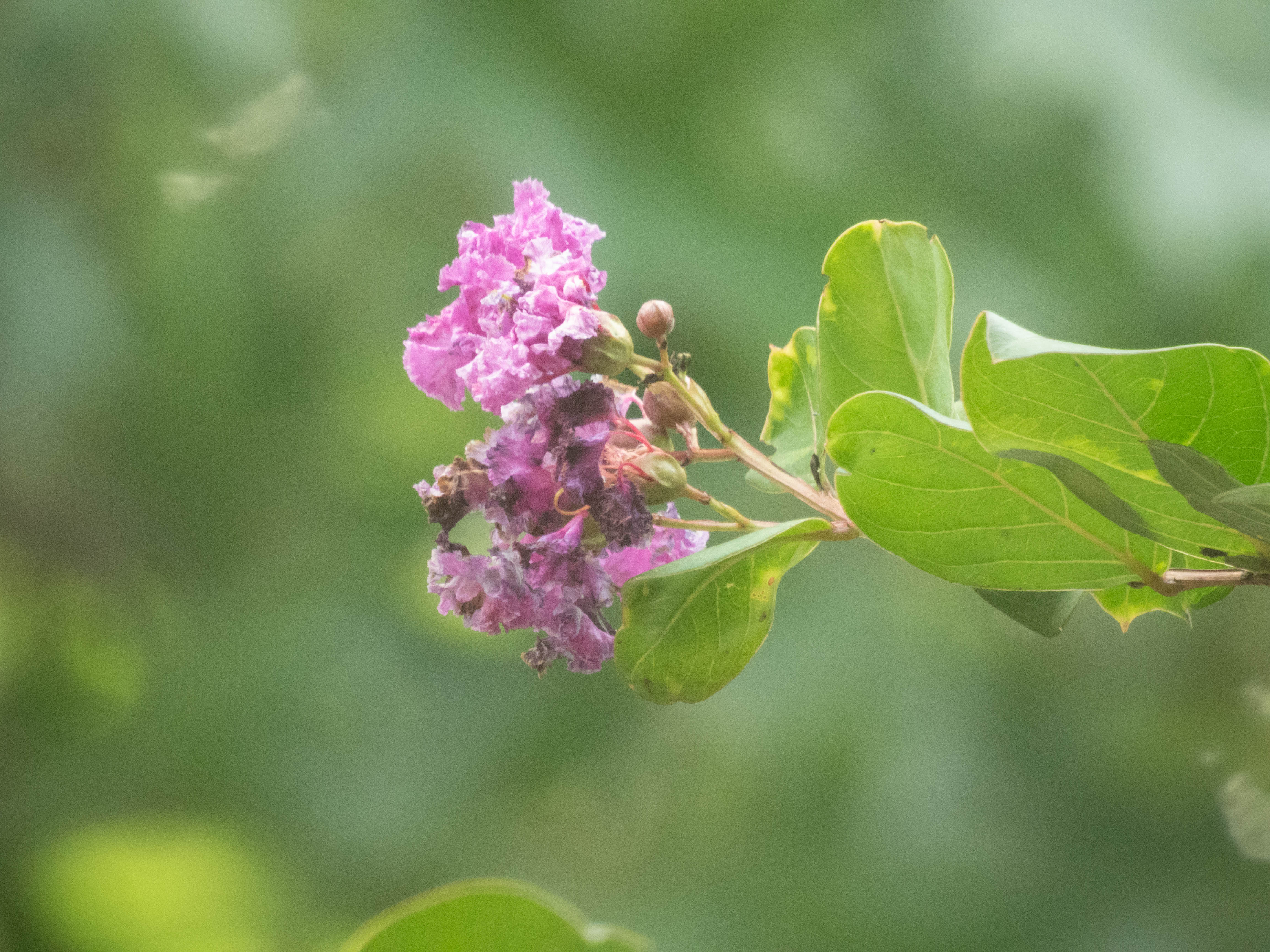 Unedited version of Second picture with superzoom camera