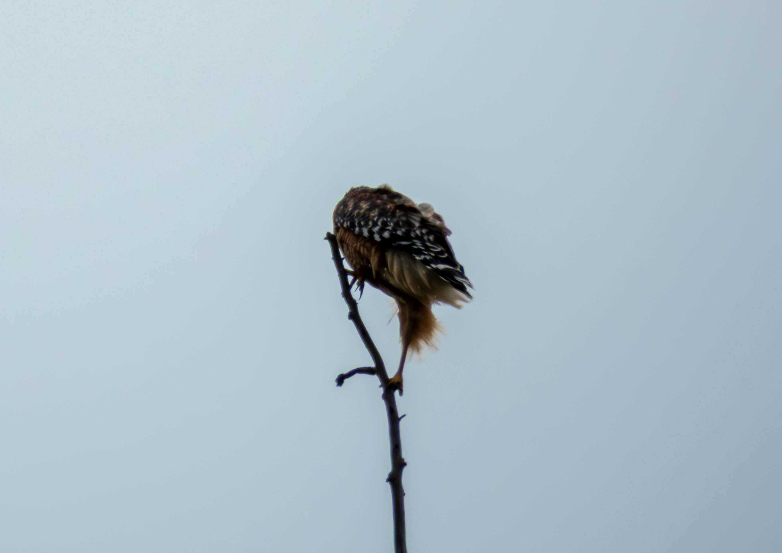 Red-shouldered Hawk