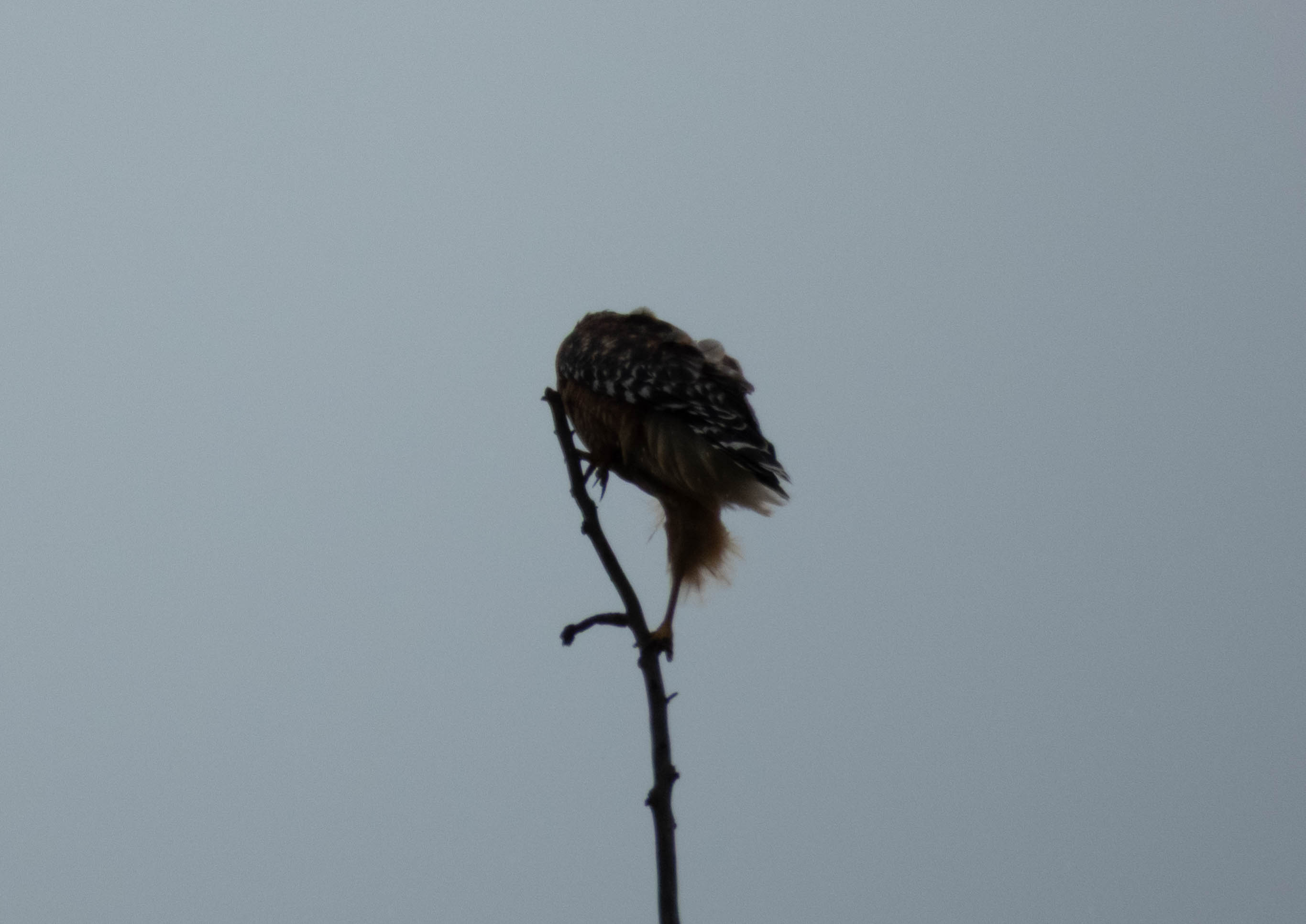 Unedited version of Red-shouldered Hawk