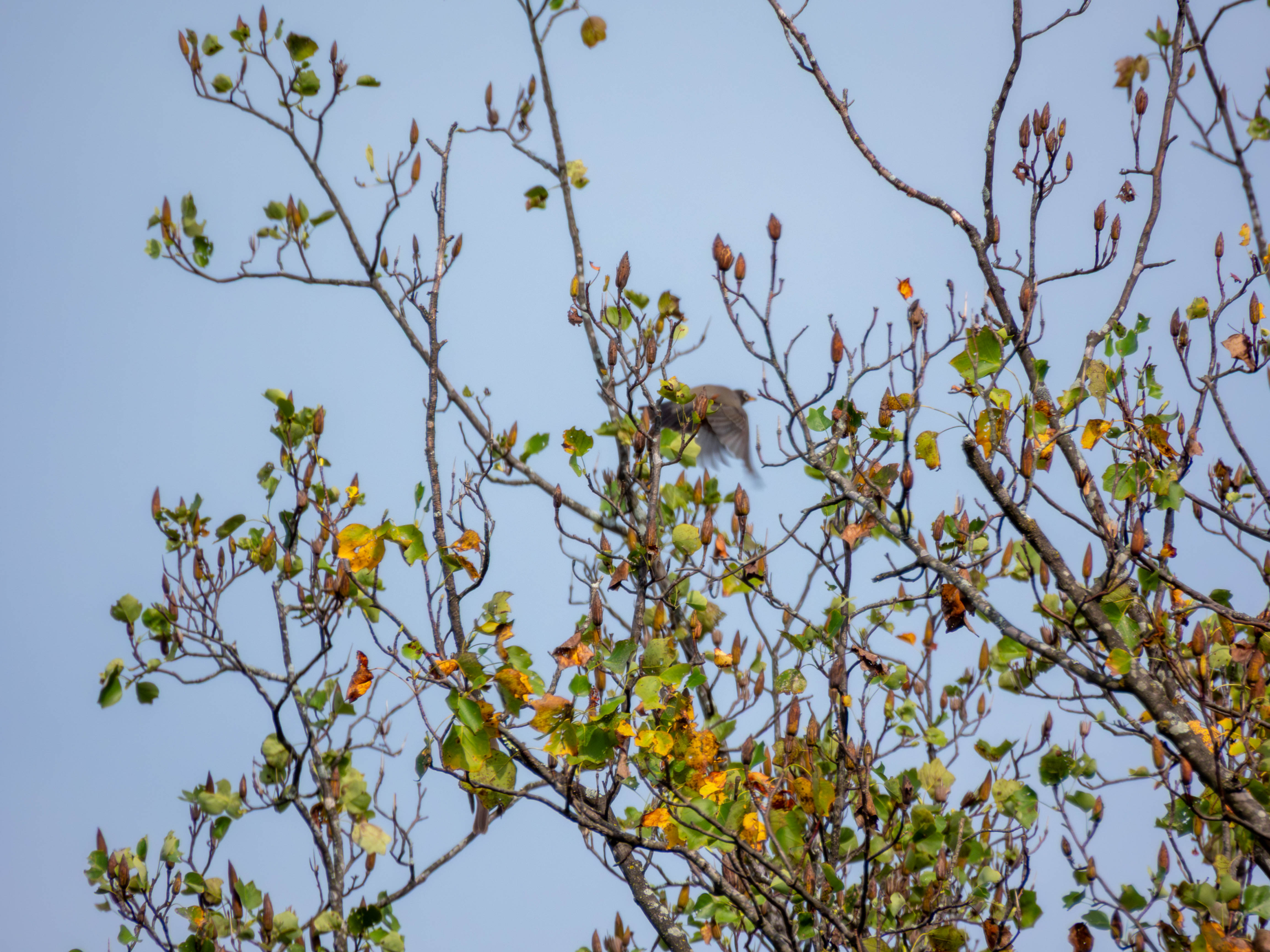 American Robin in flight
