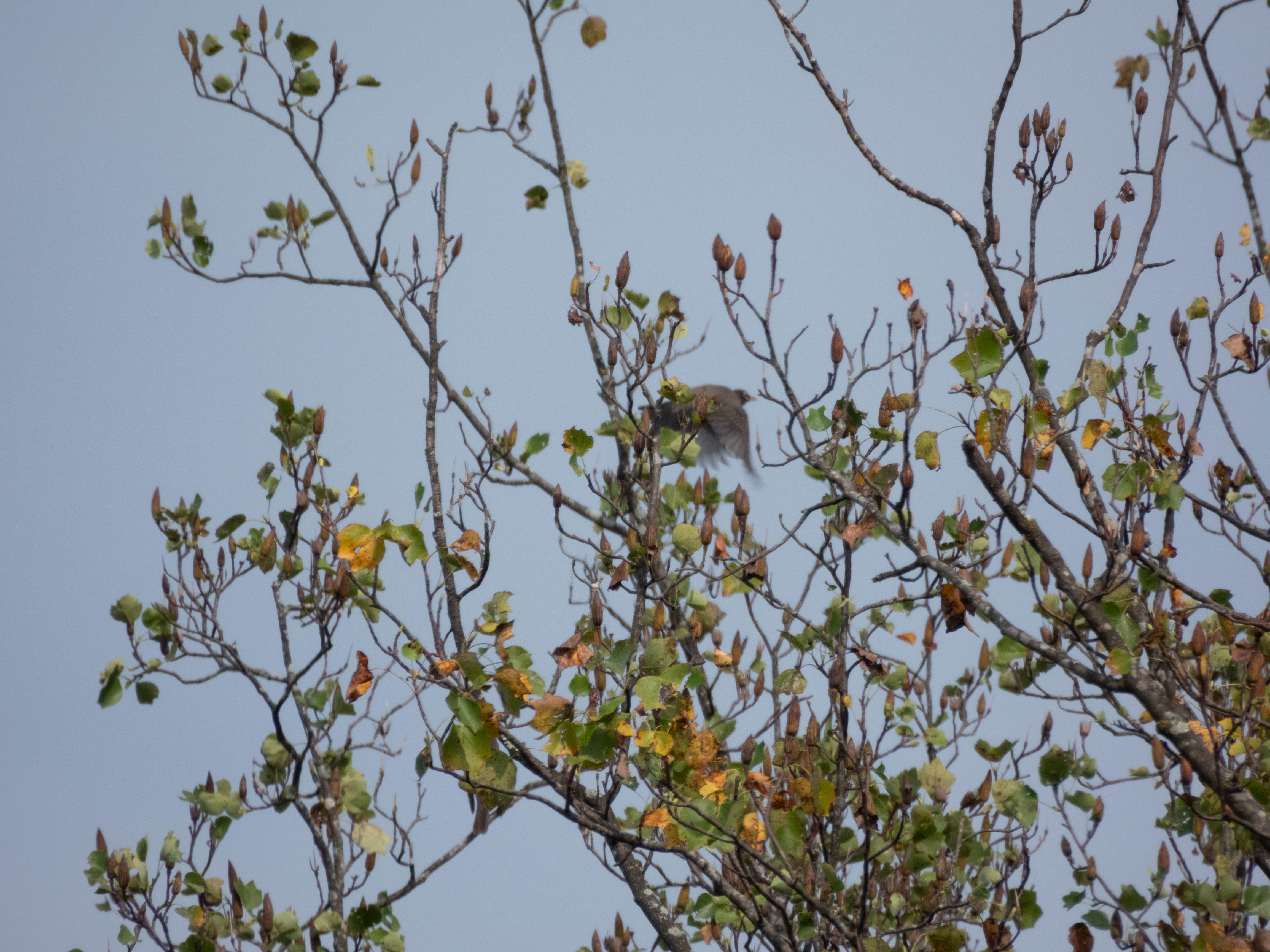 Unedited version of American Robin in flight