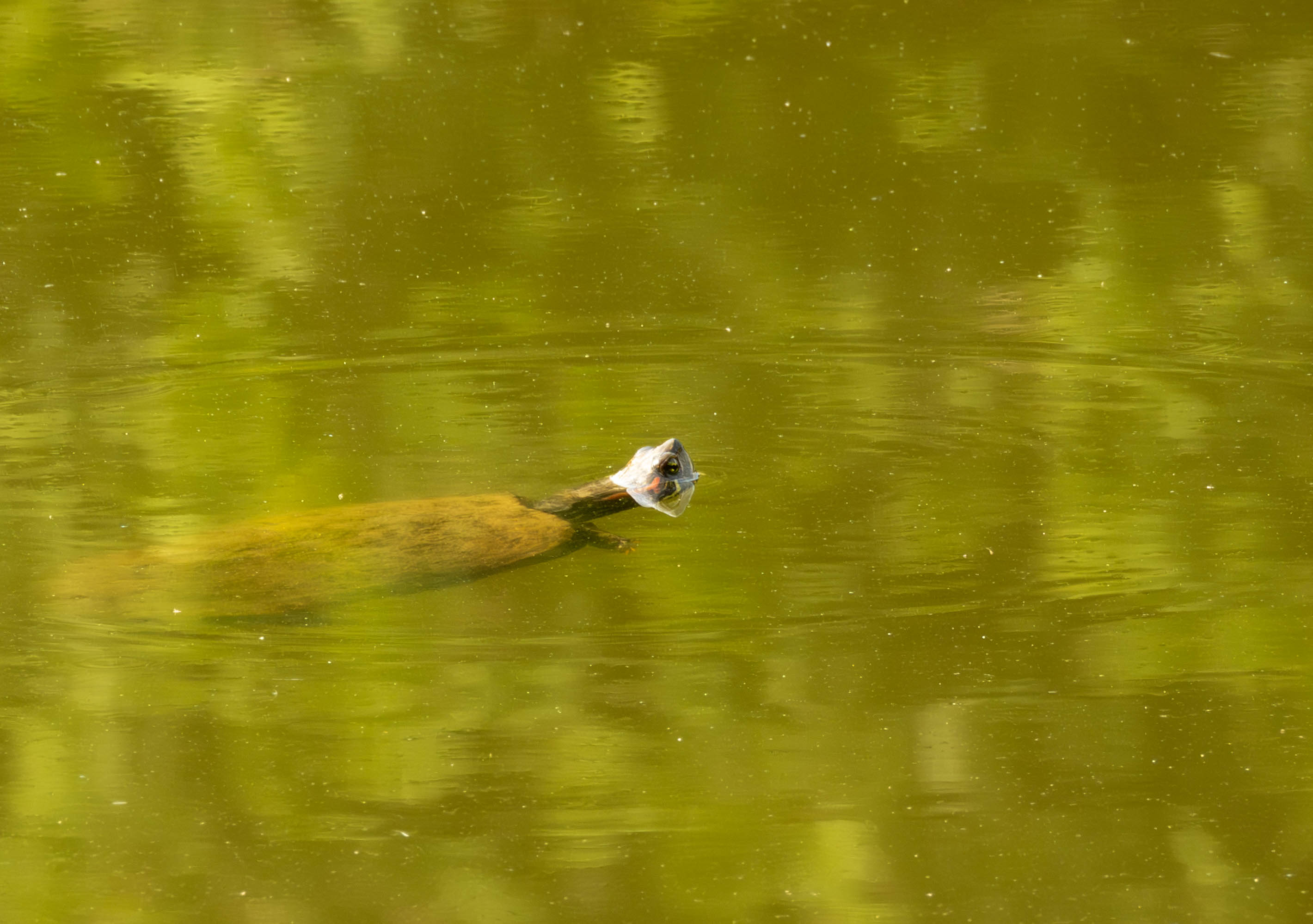 Turtle