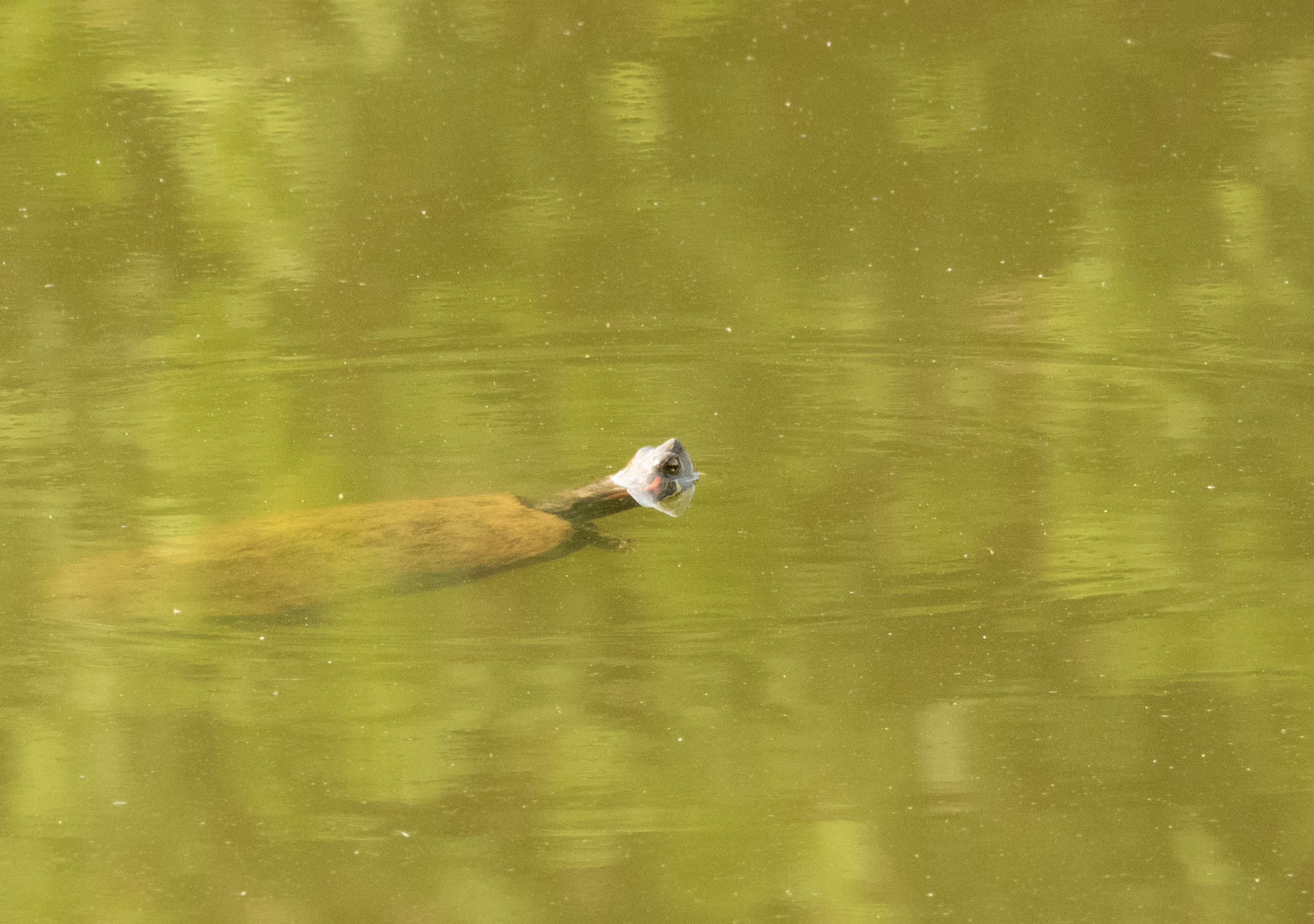 Unedited version of Turtle