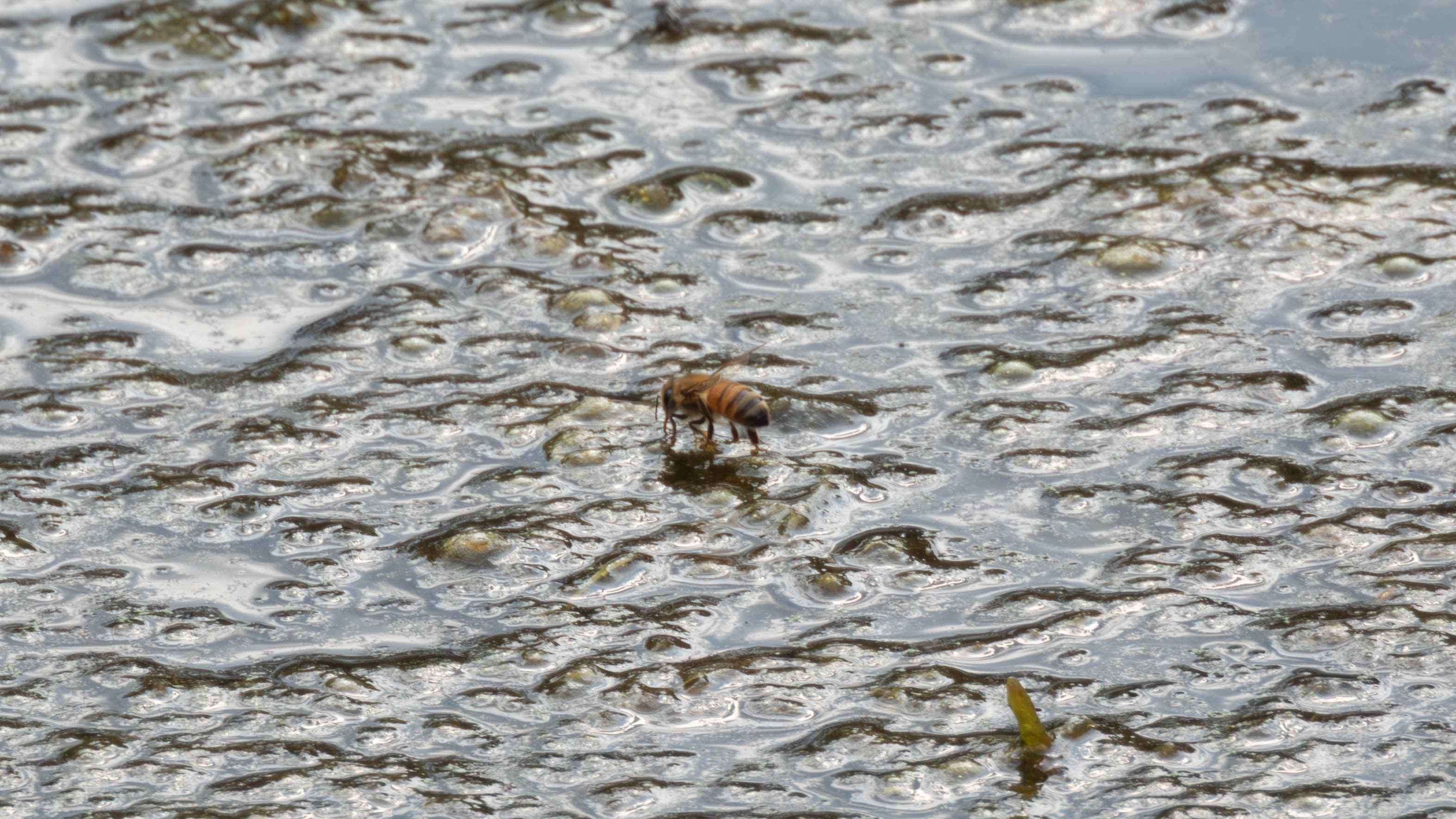 Bee landing on water