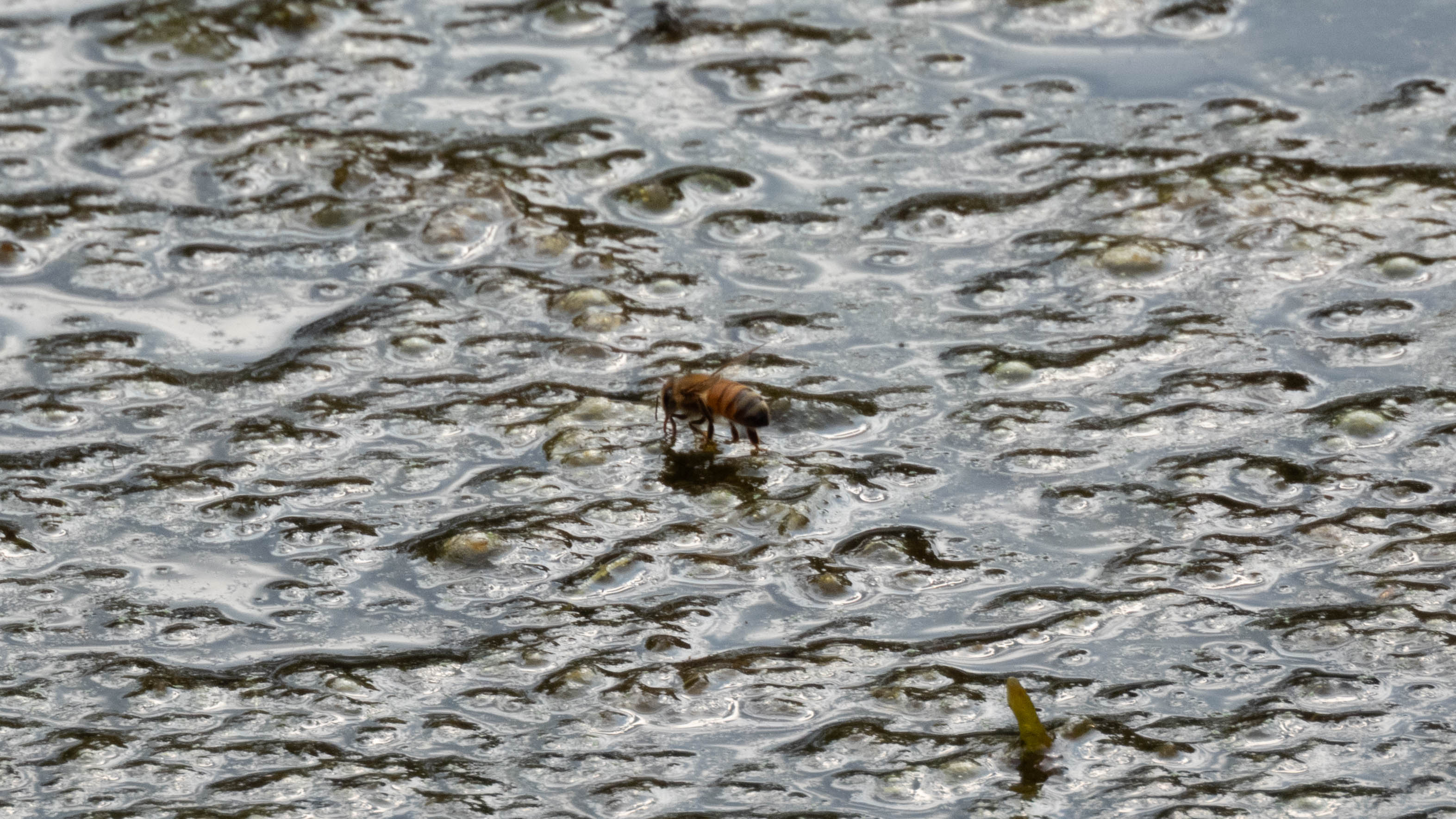 Unedited version of Bee landing on water
