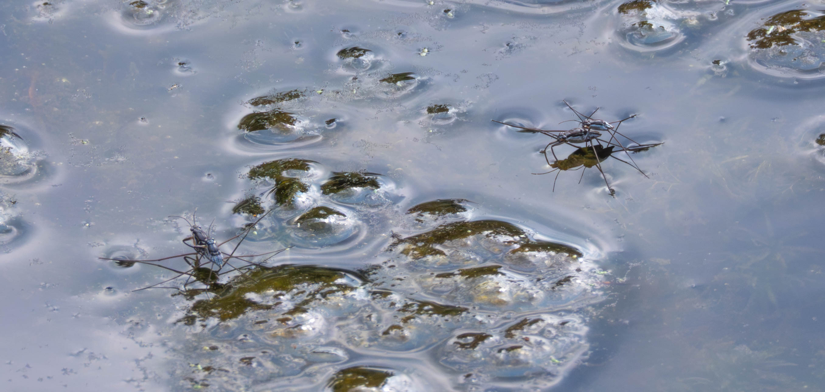 Water skaters