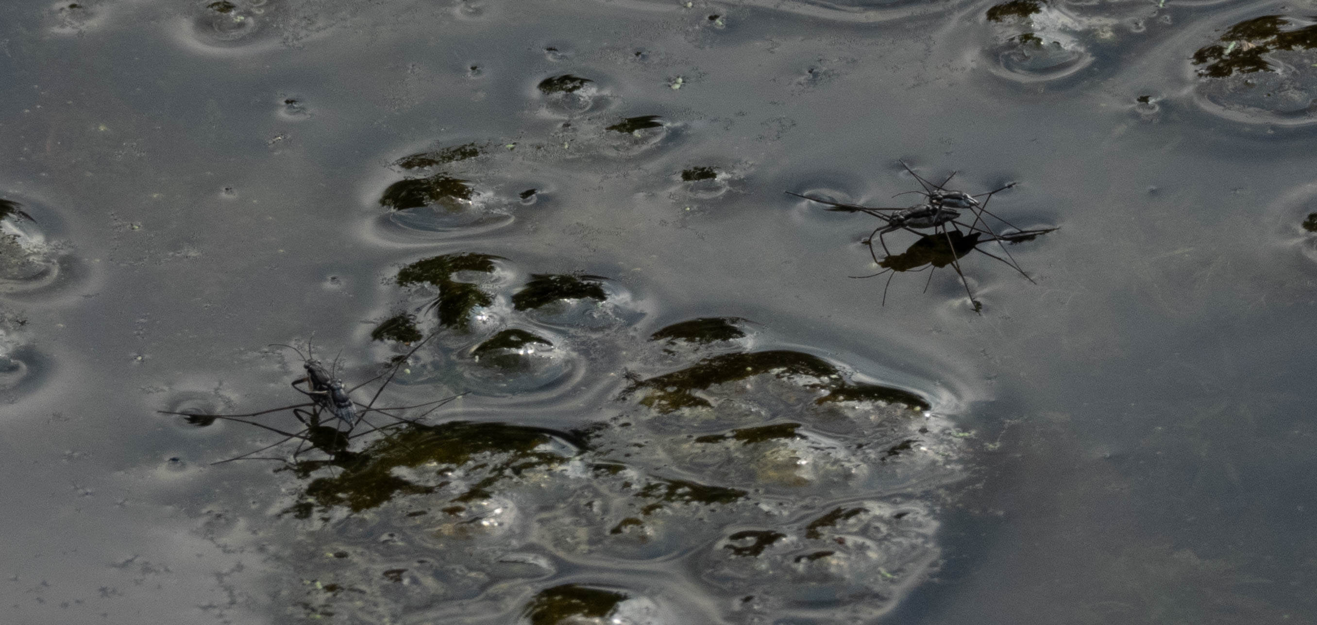 Unedited version of Water skaters