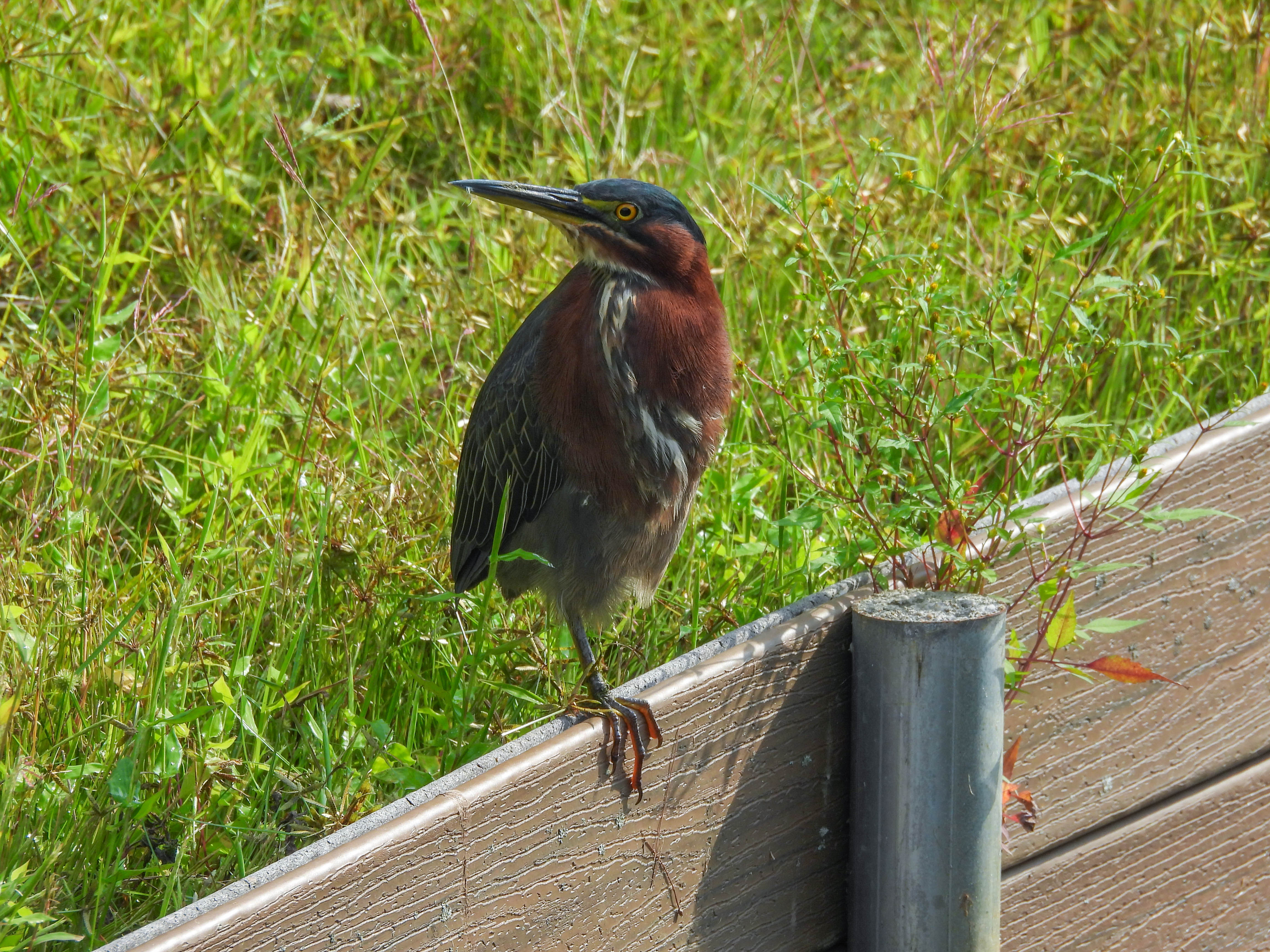Green Heron