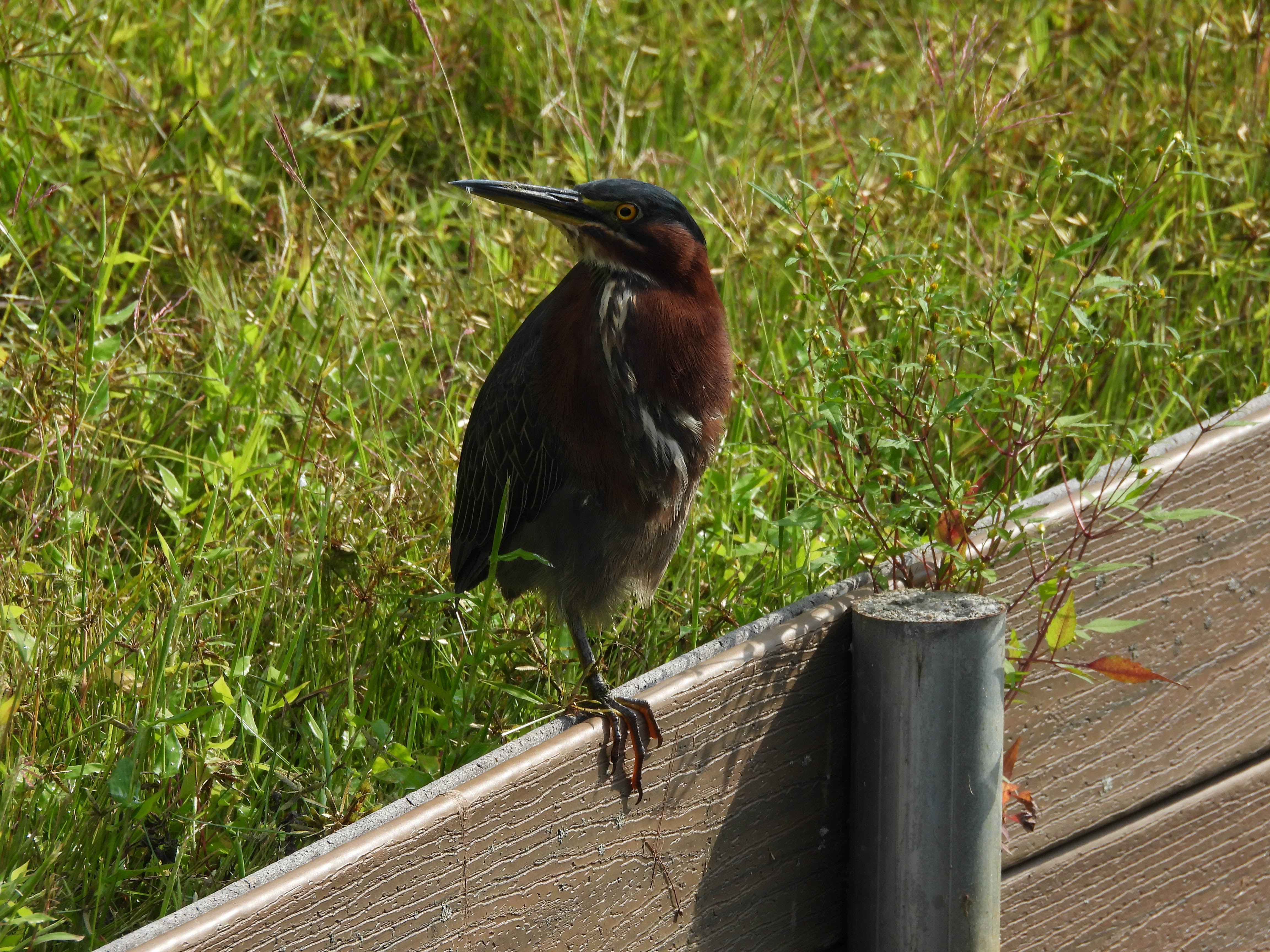 Unedited version of Green Heron