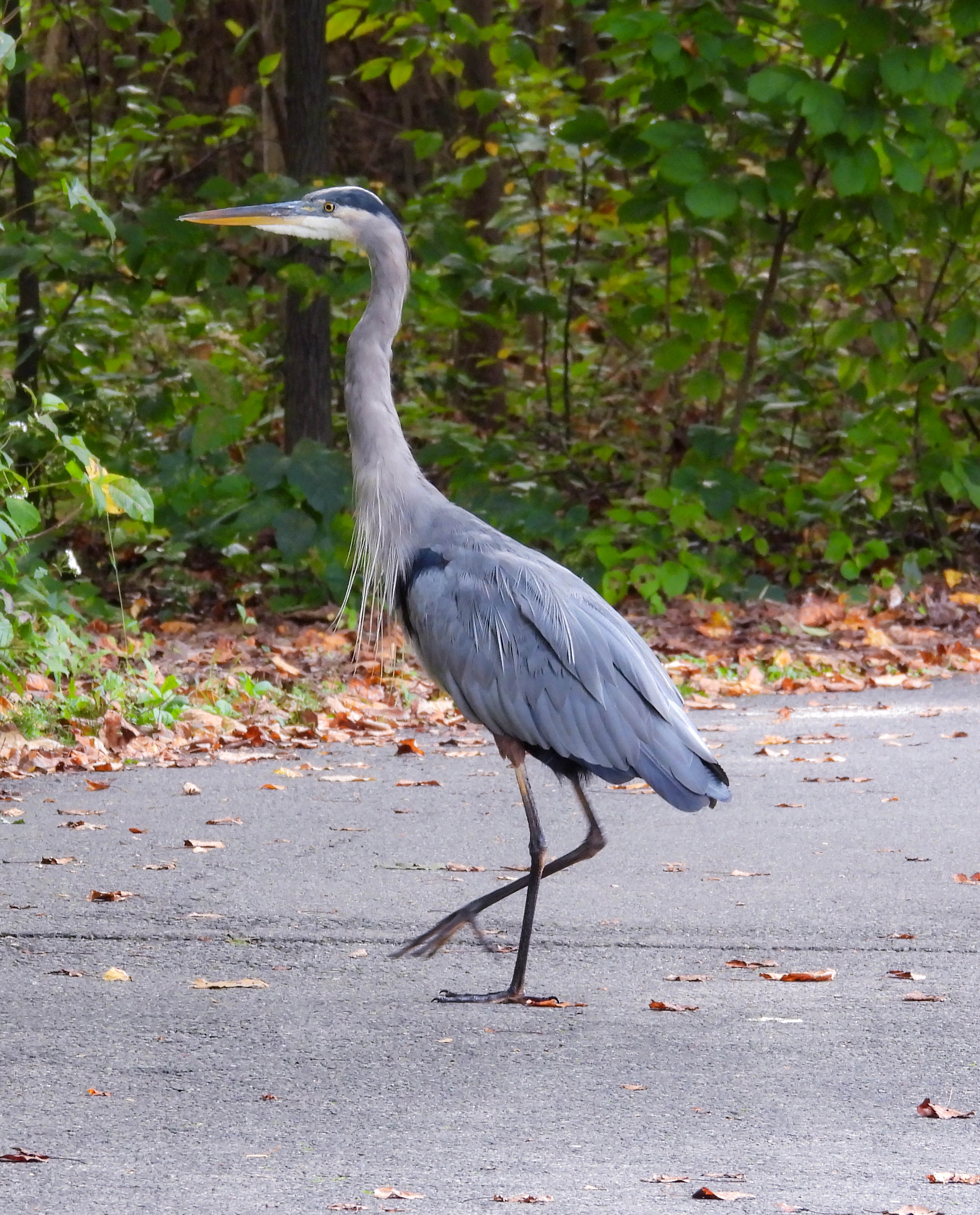 Great Blue Heron