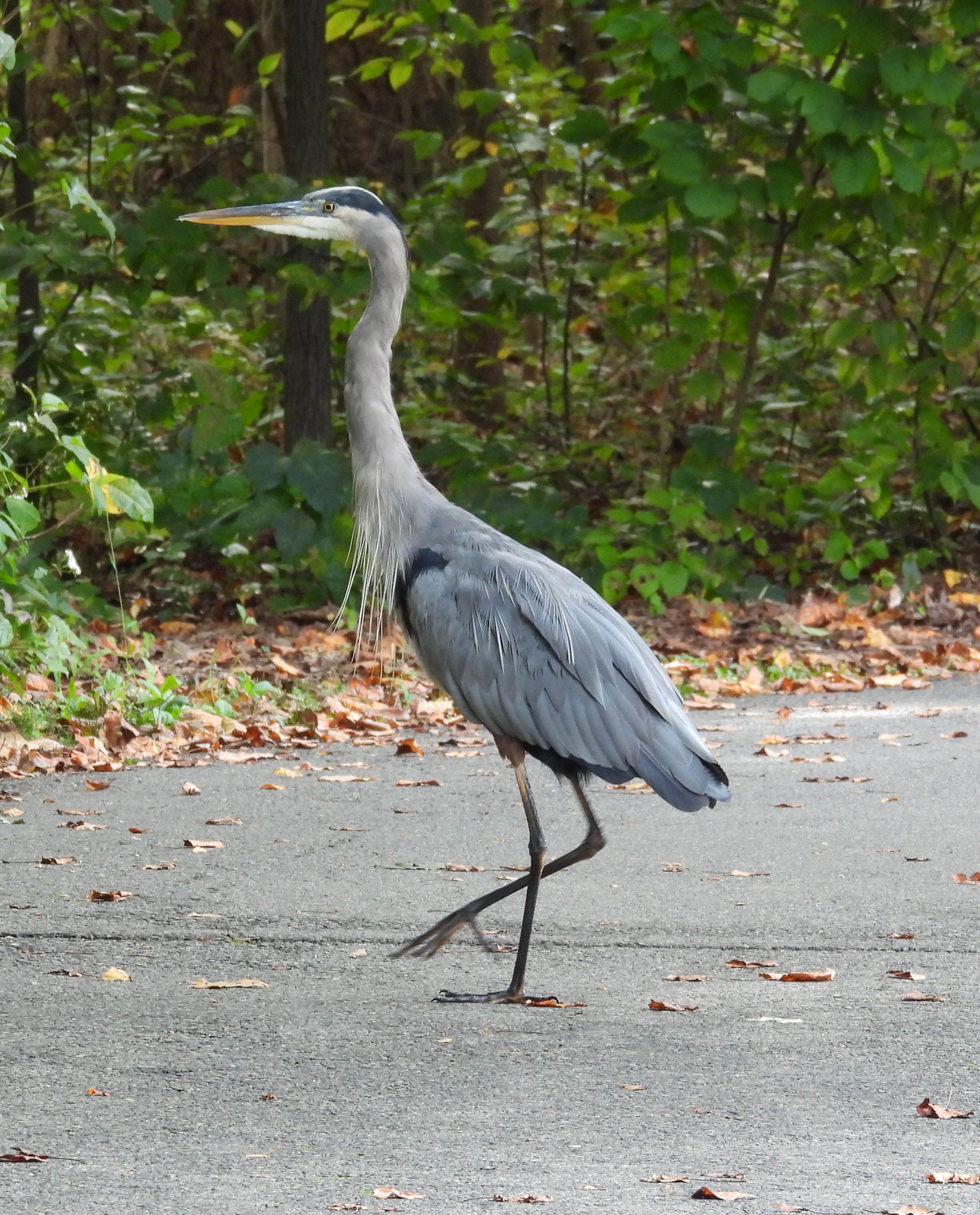 Unedited version of Great Blue Heron