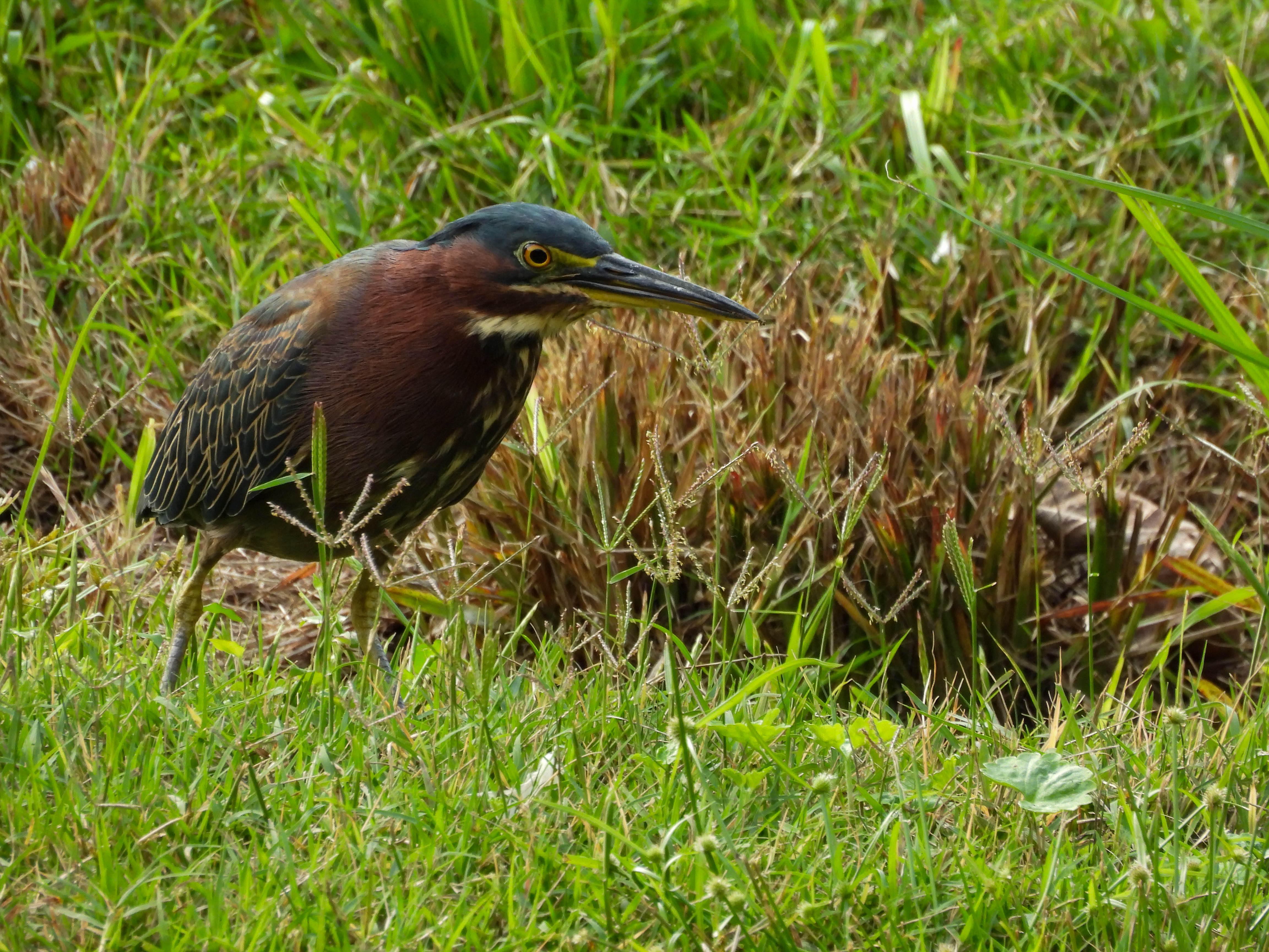 Green Heron