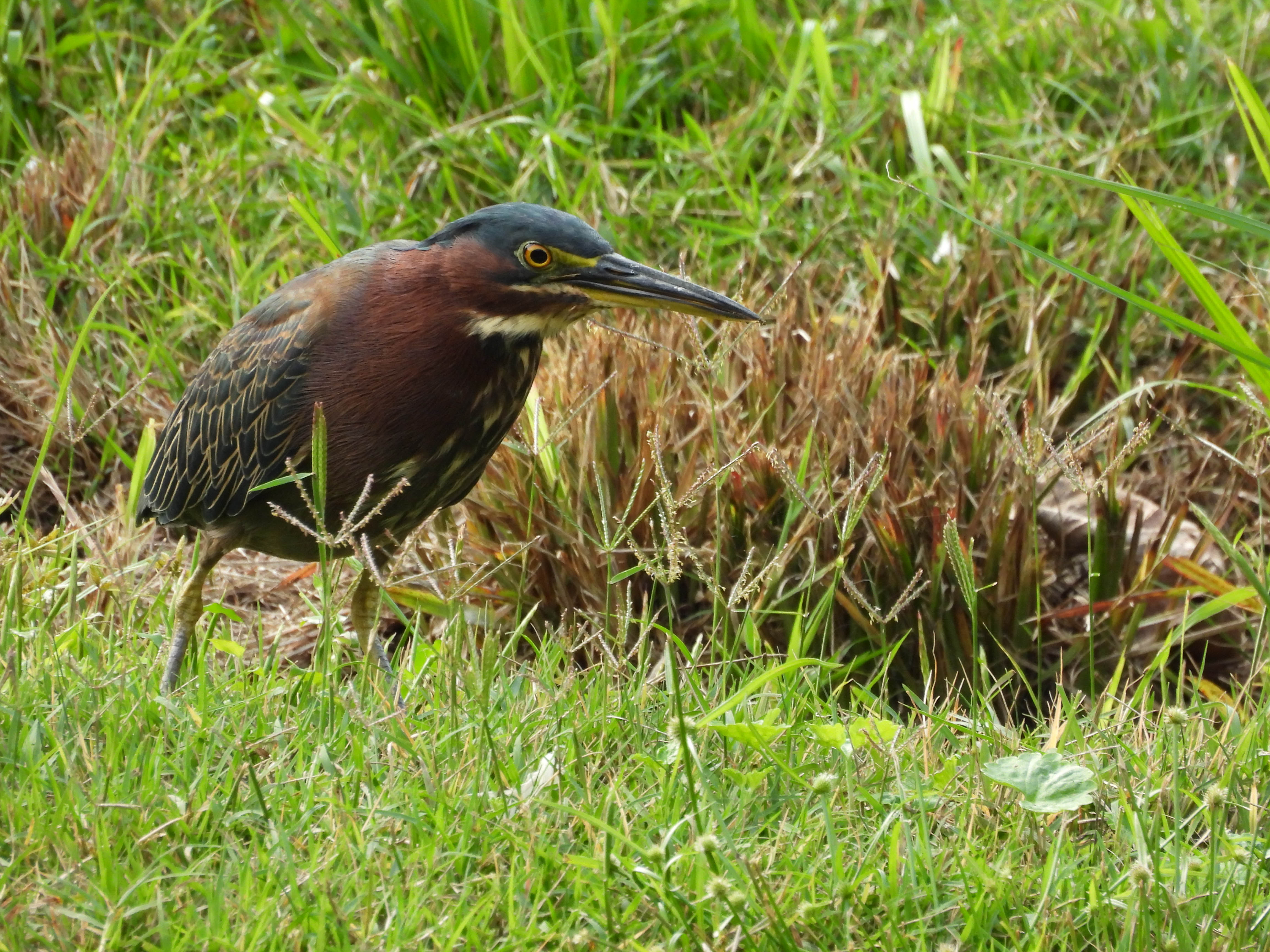 Unedited version of Green Heron