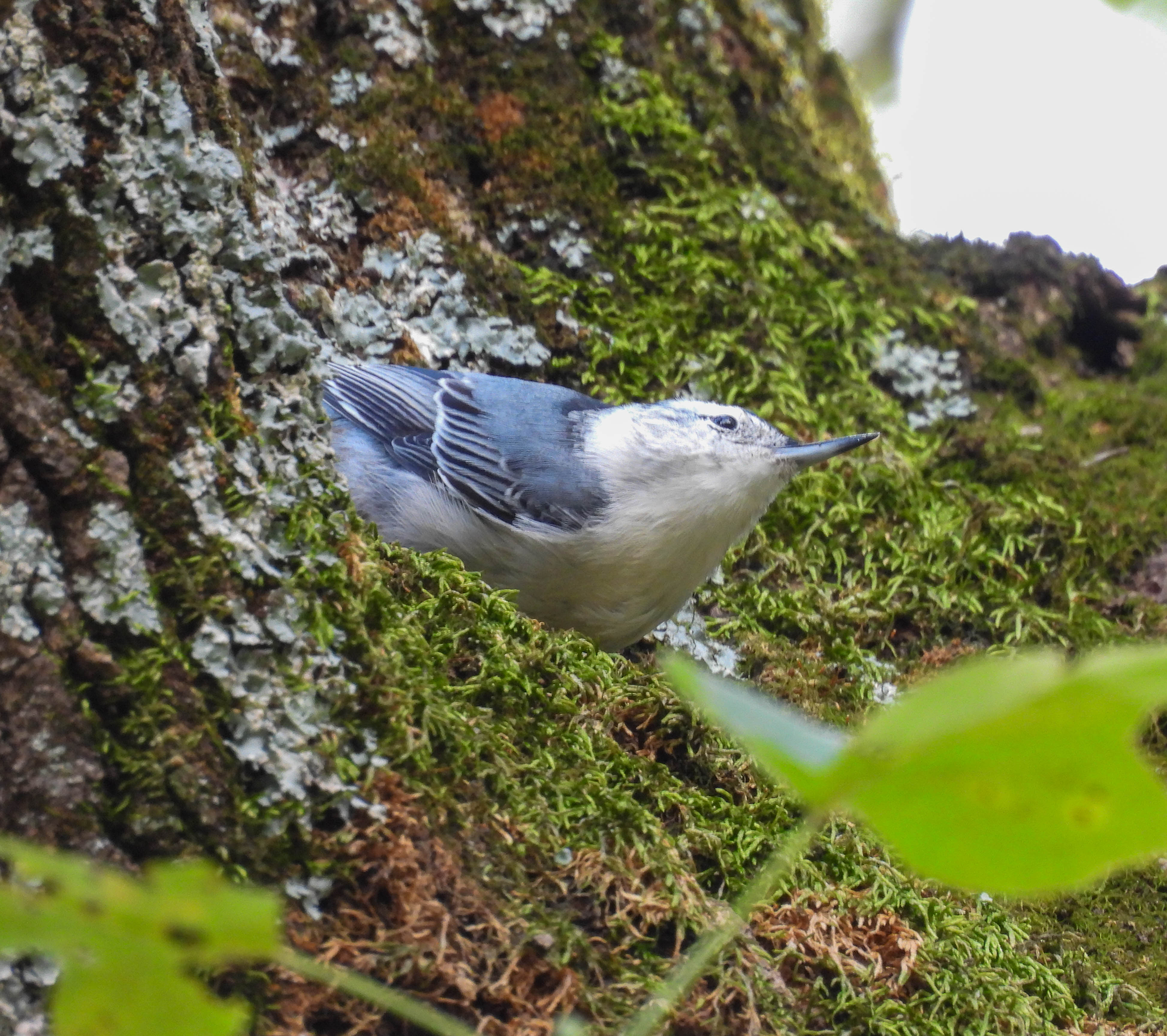 White-breasted Nuthatch -- one of my favorite birds. I love how it hops along the side of tree.