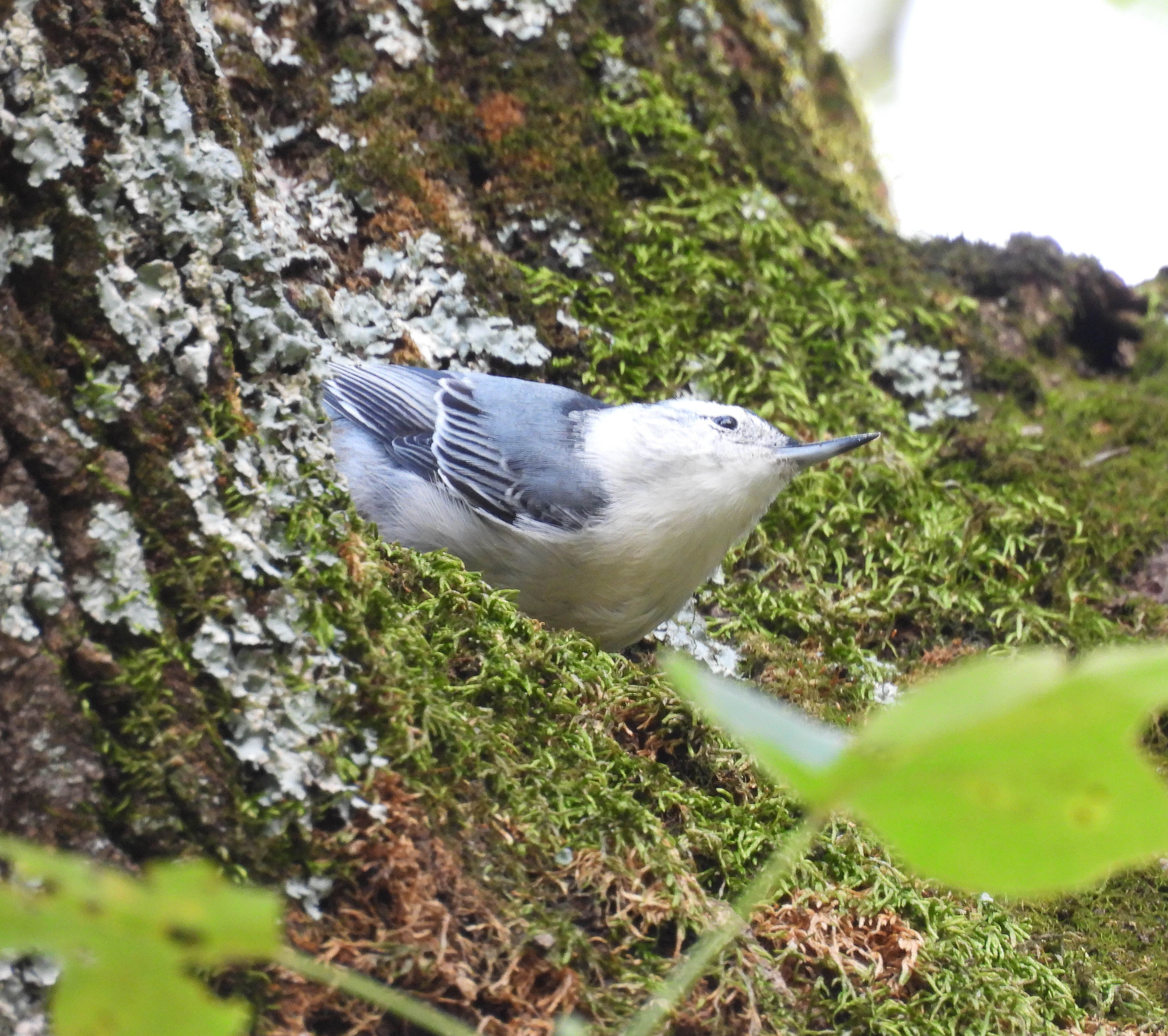 Unedited version of White-breasted Nuthatch -- one of my favorite birds. I love how it hops along the side of tree.
