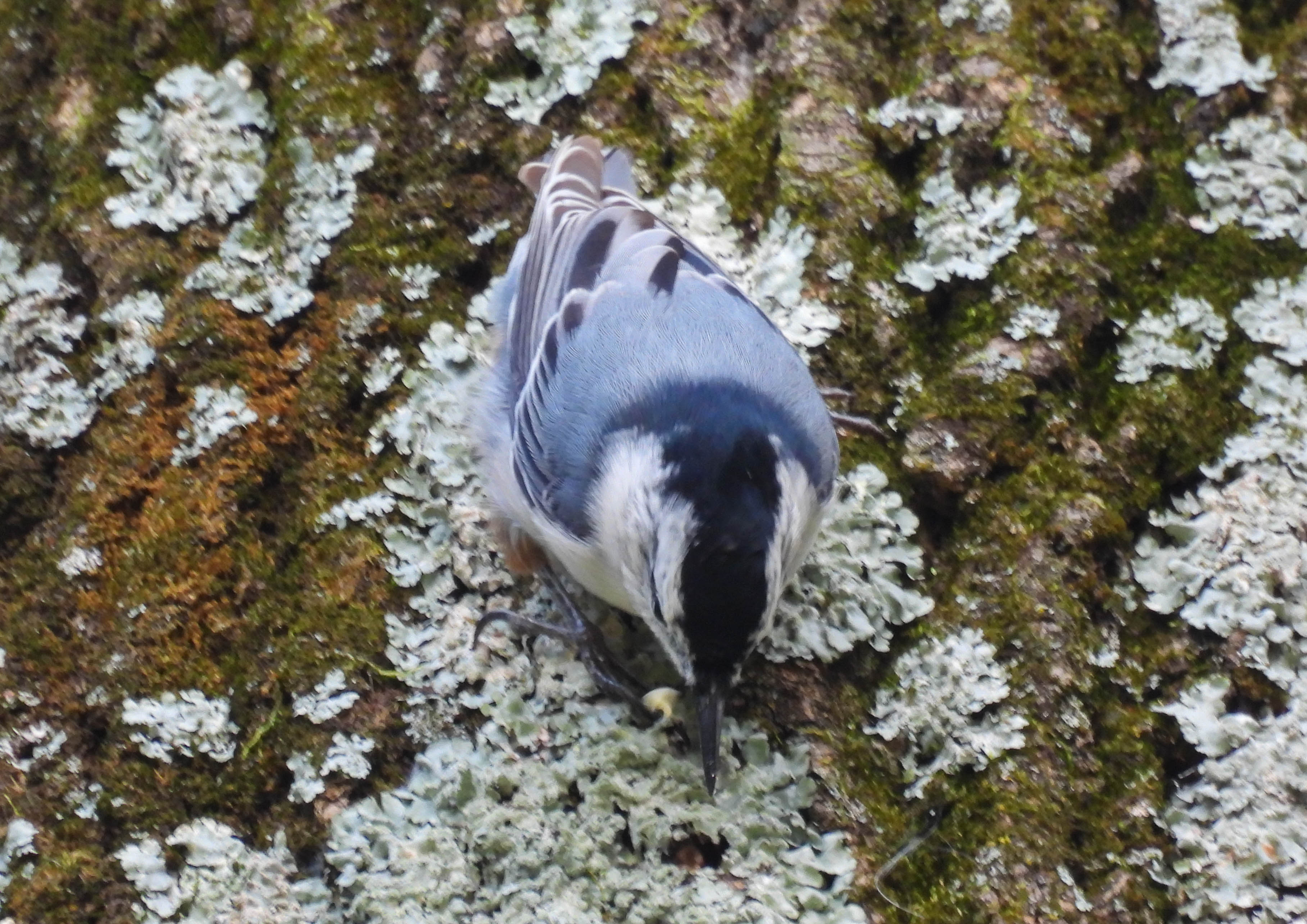 White-breasted Nuthatch