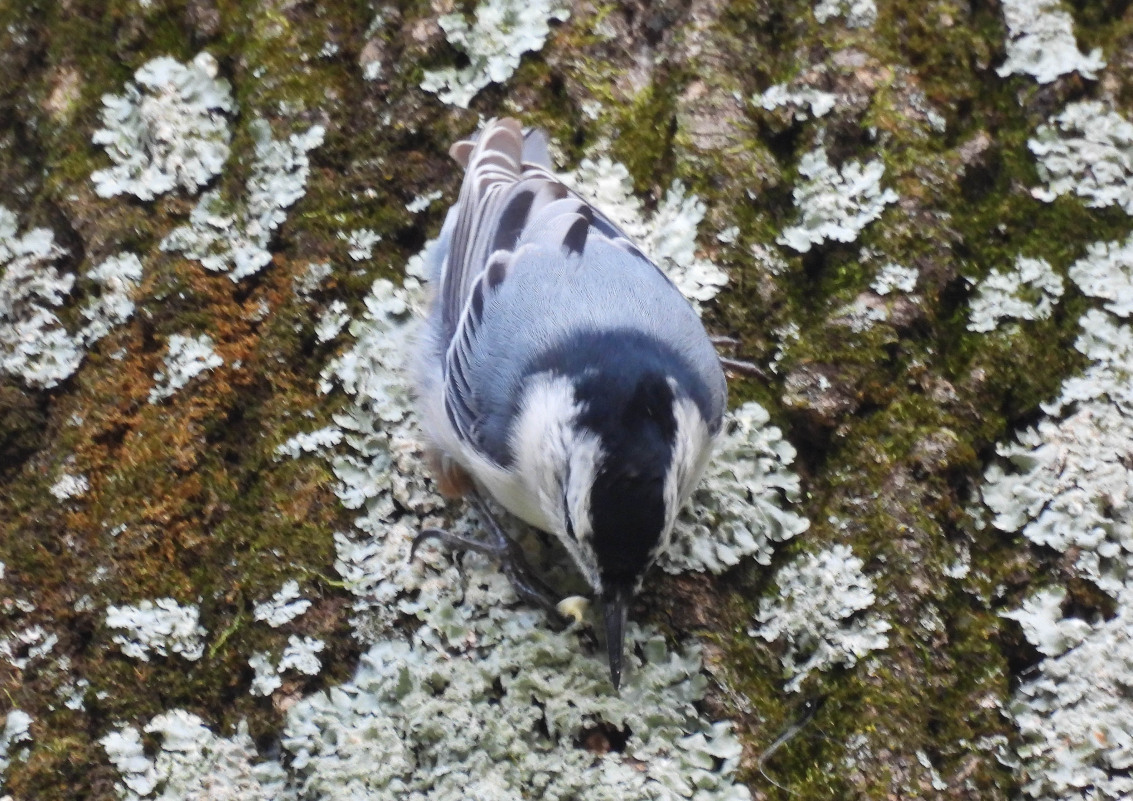 Unedited version of White-breasted Nuthatch