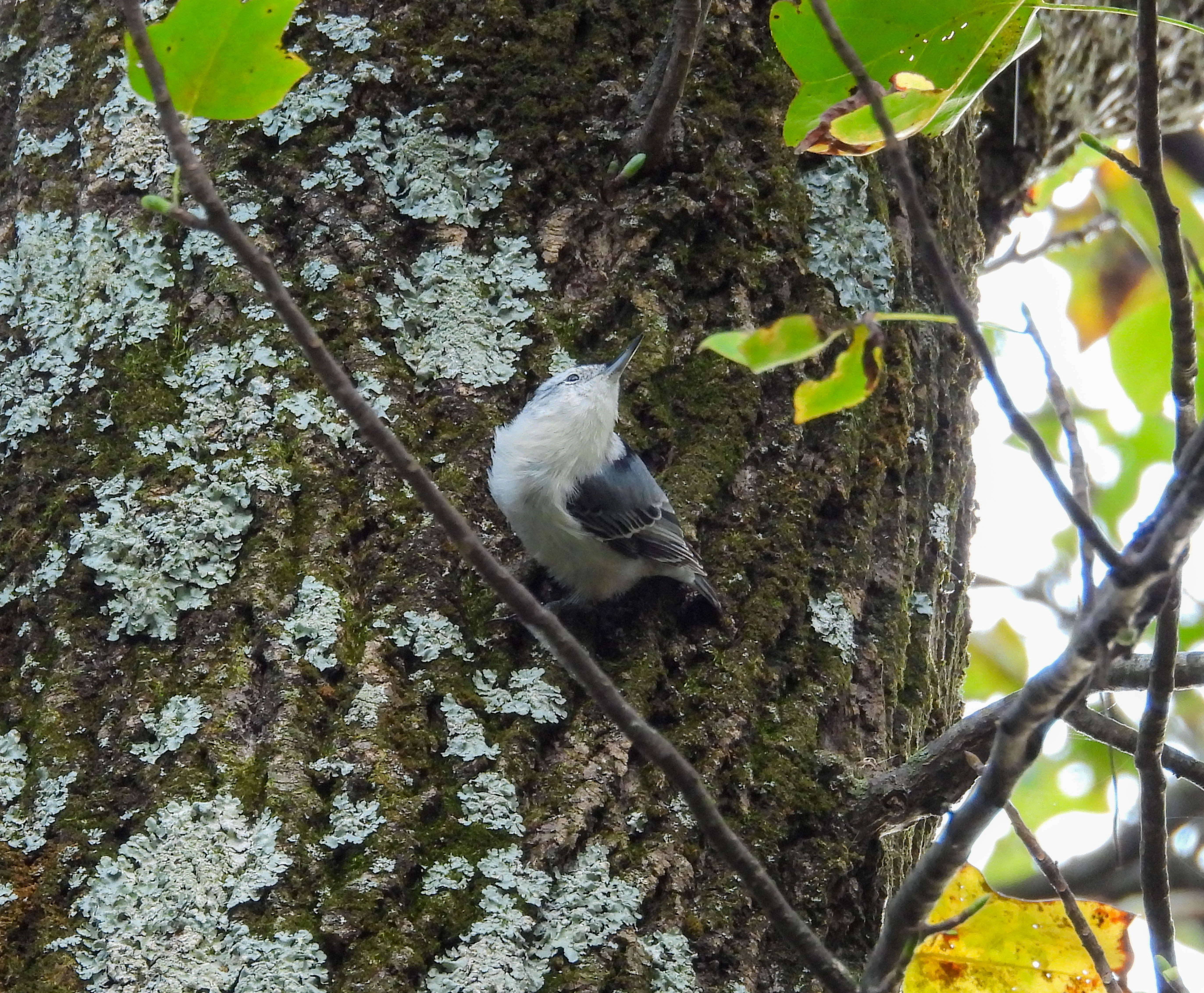 White-breasted Nuthatch posing majestically