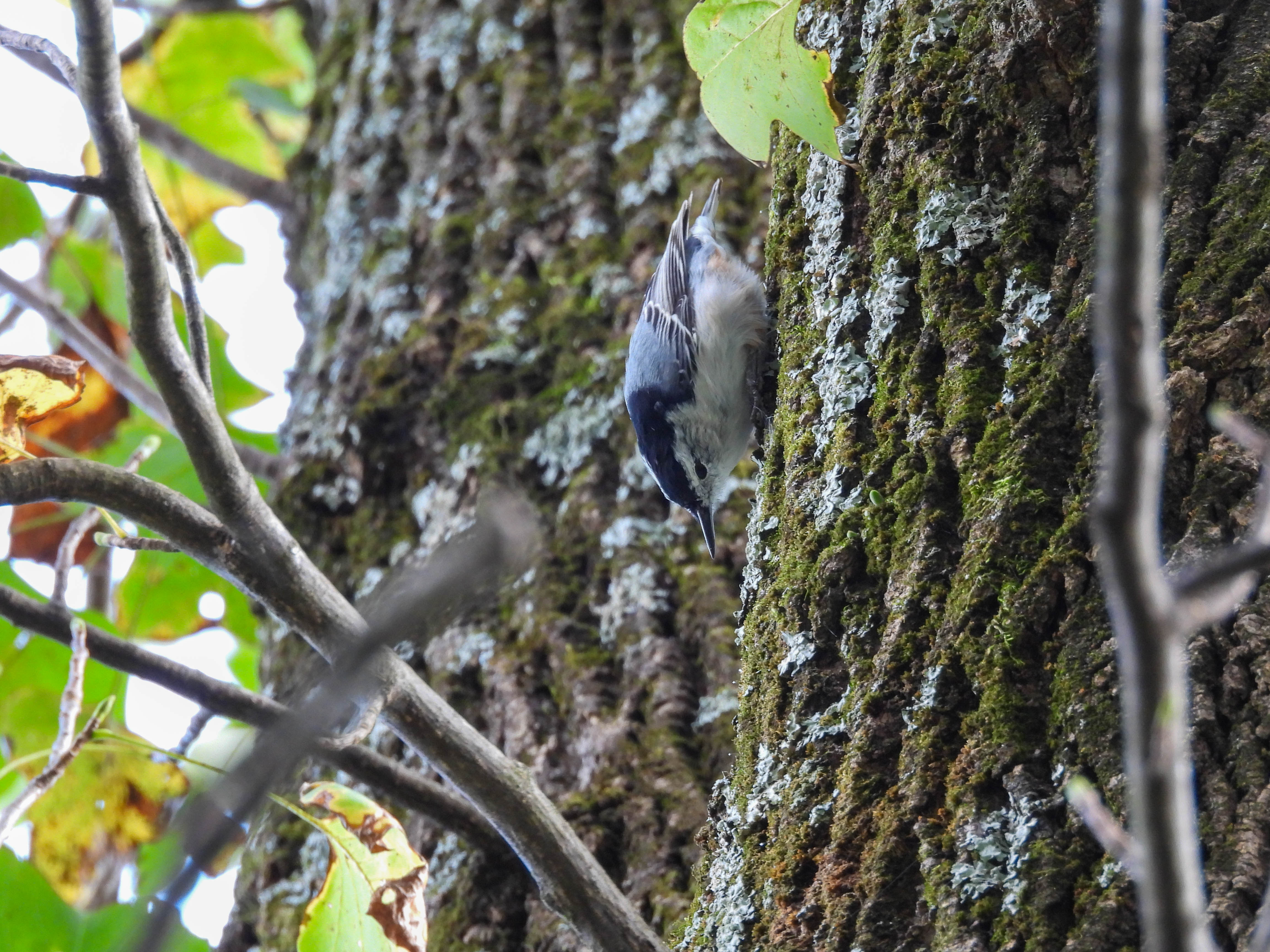White-breasted Nuthatch pressed against the tree