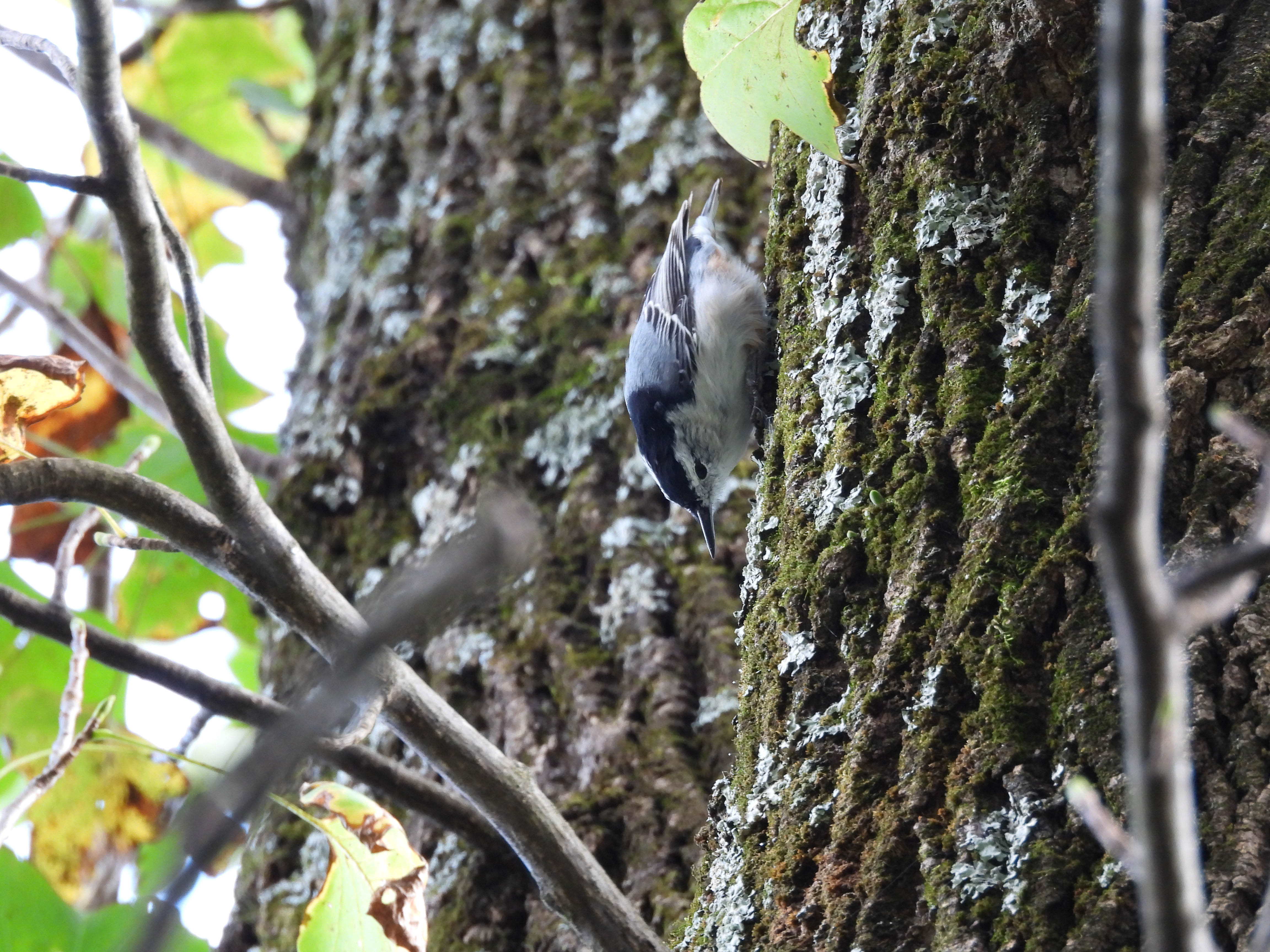 Unedited version of White-breasted Nuthatch pressed against the tree
