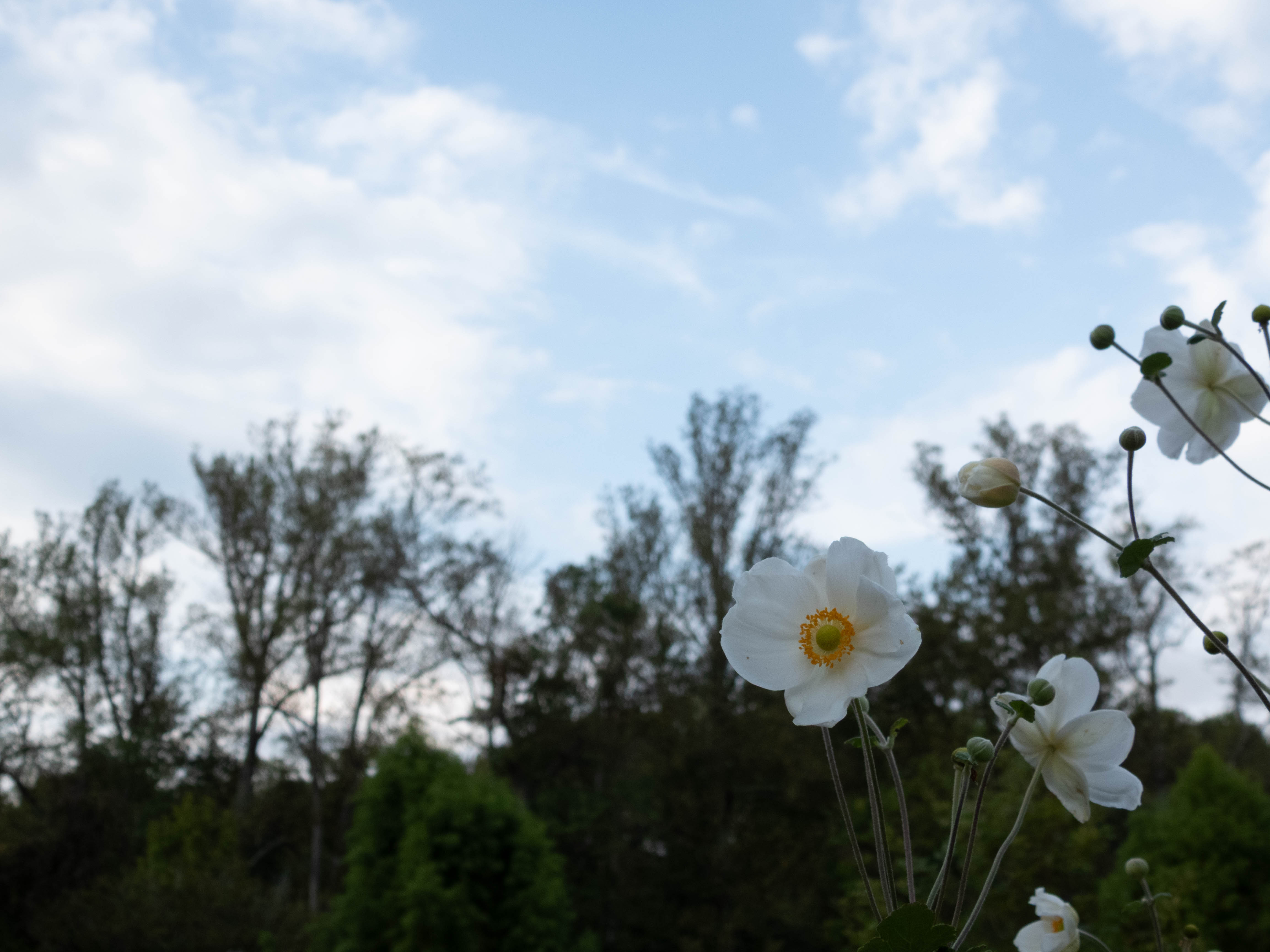 Unedited version of Flowers