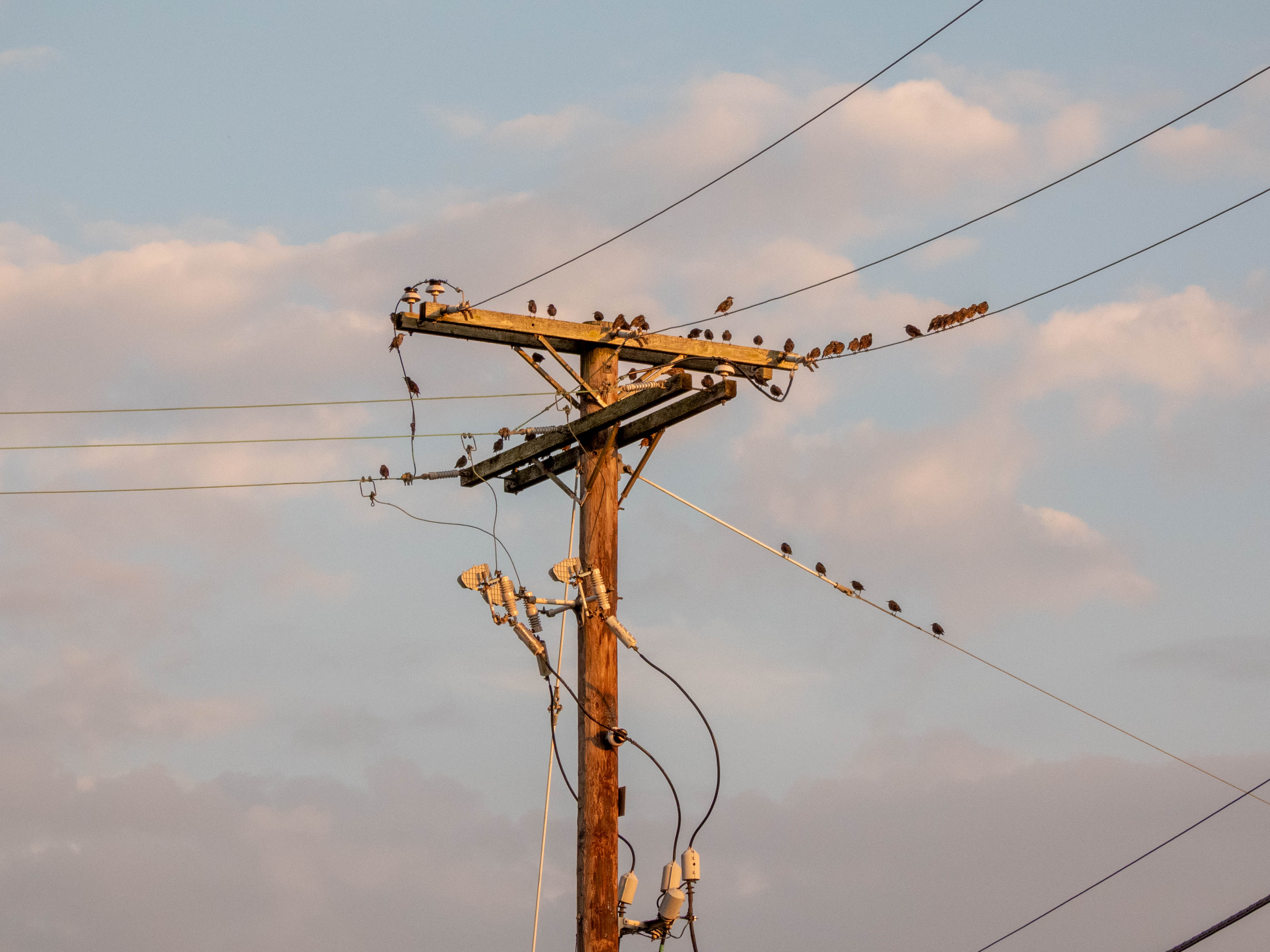 European Starlings on a pole!