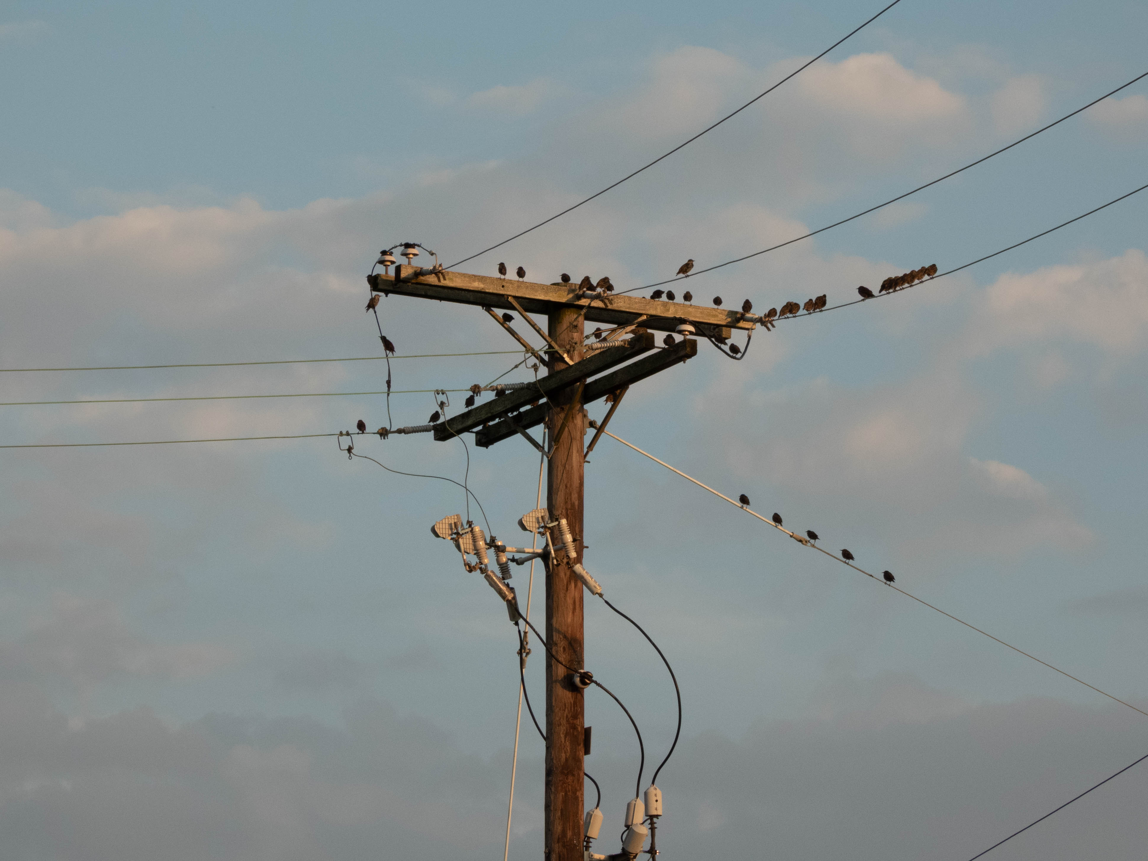 Unedited version of European Starlings on a pole!