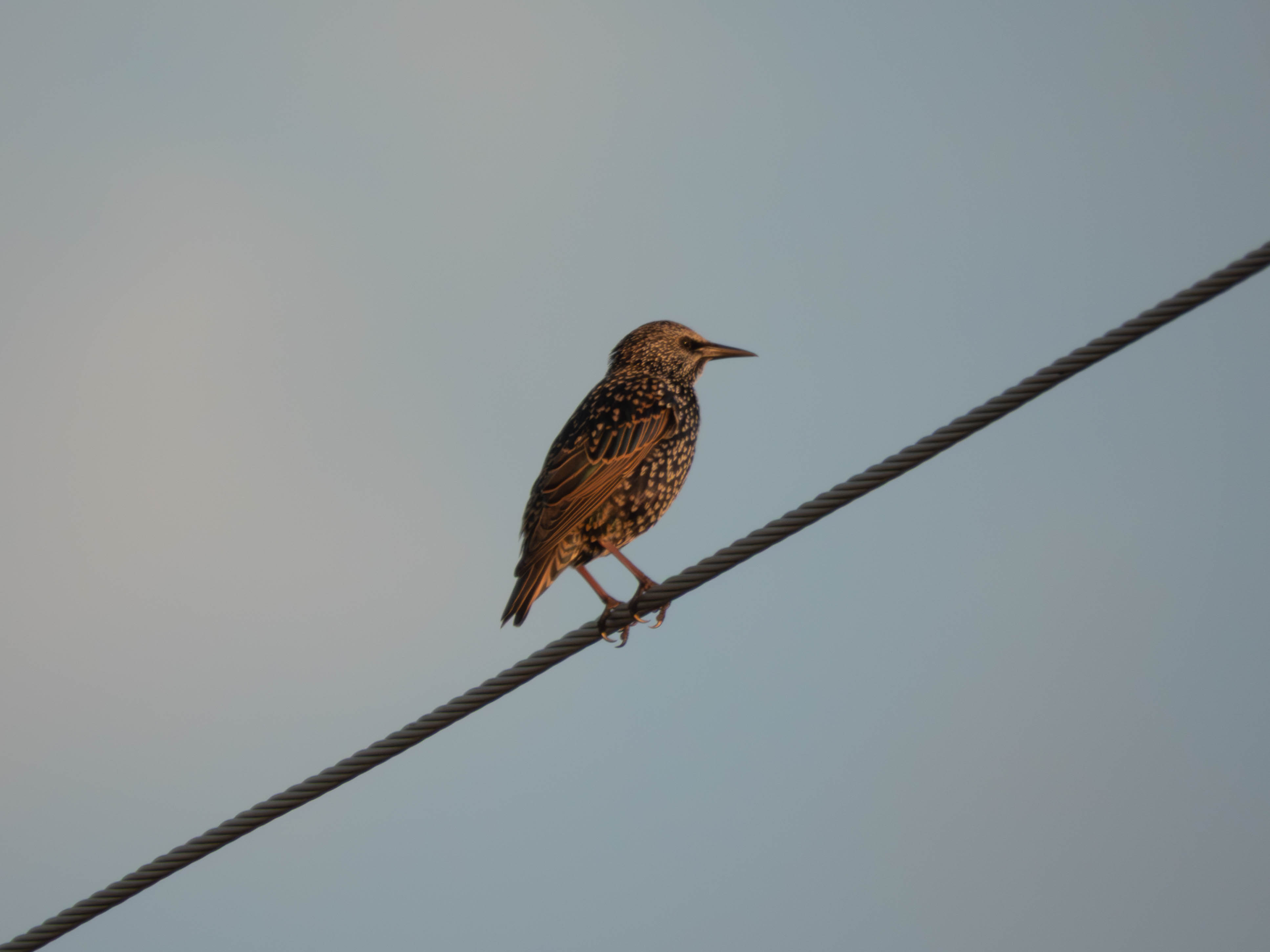 European Starling up close