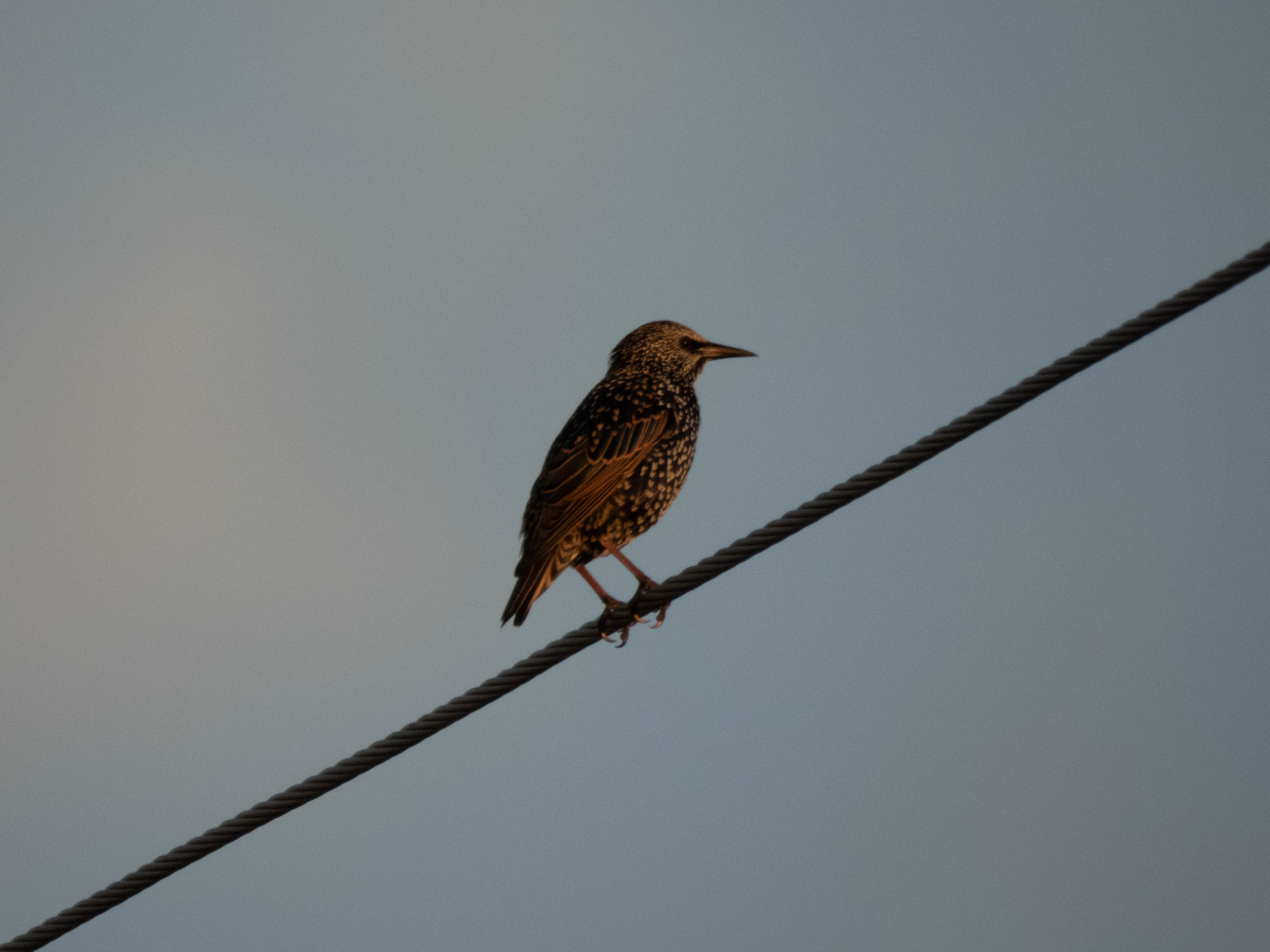 Unedited version of European Starling up close