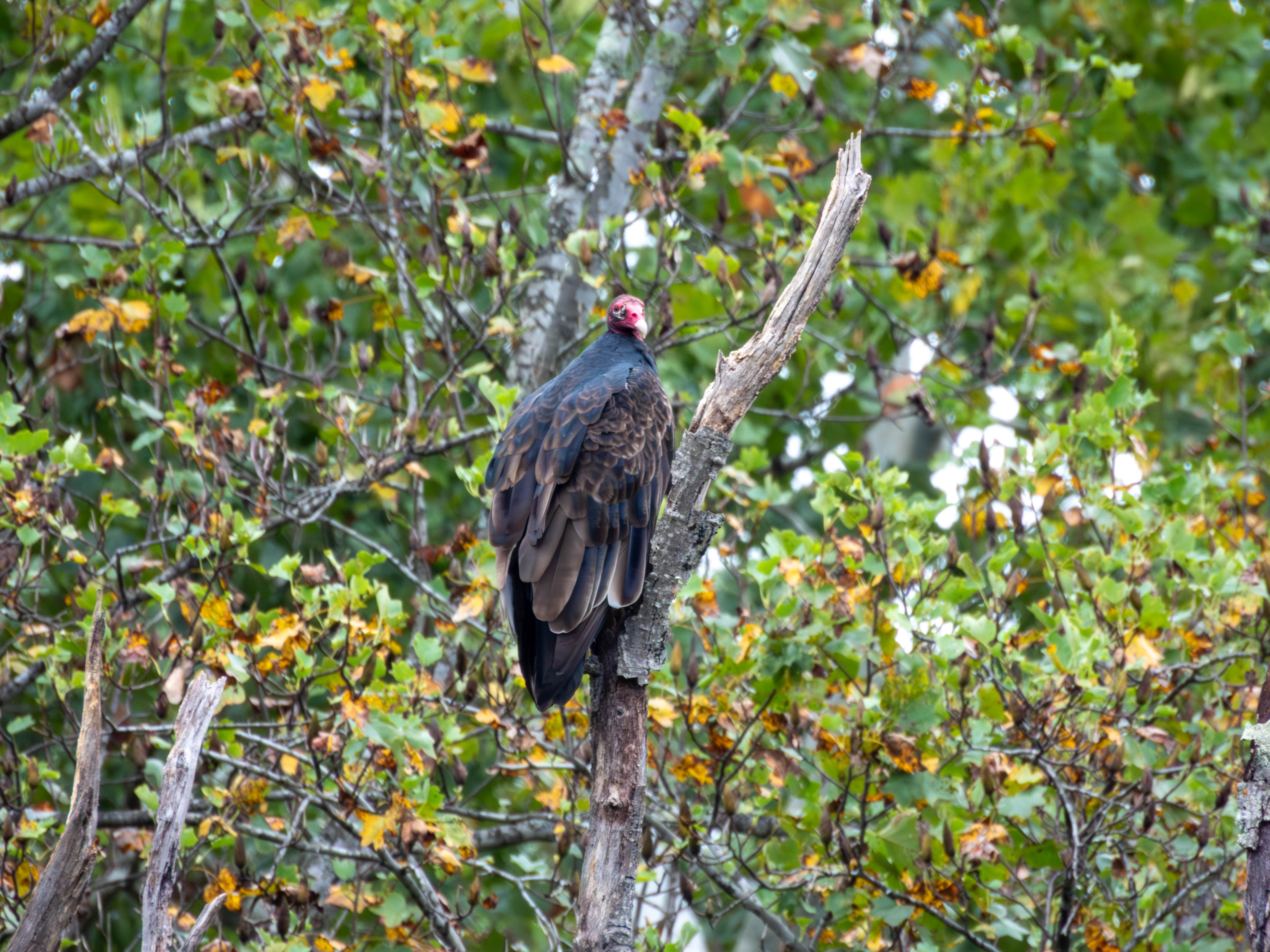Turkey Vulture
