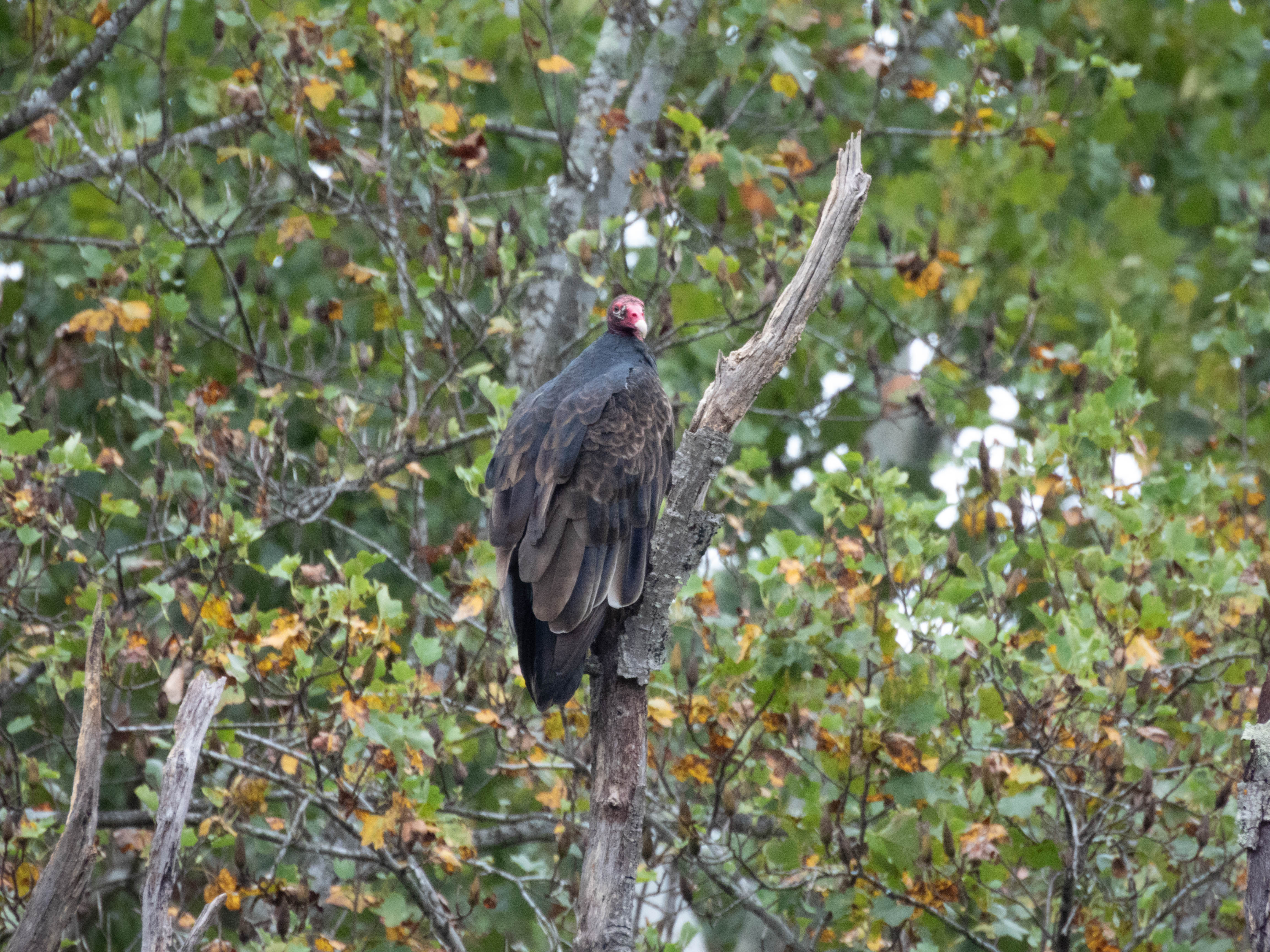 Unedited version of Turkey Vulture