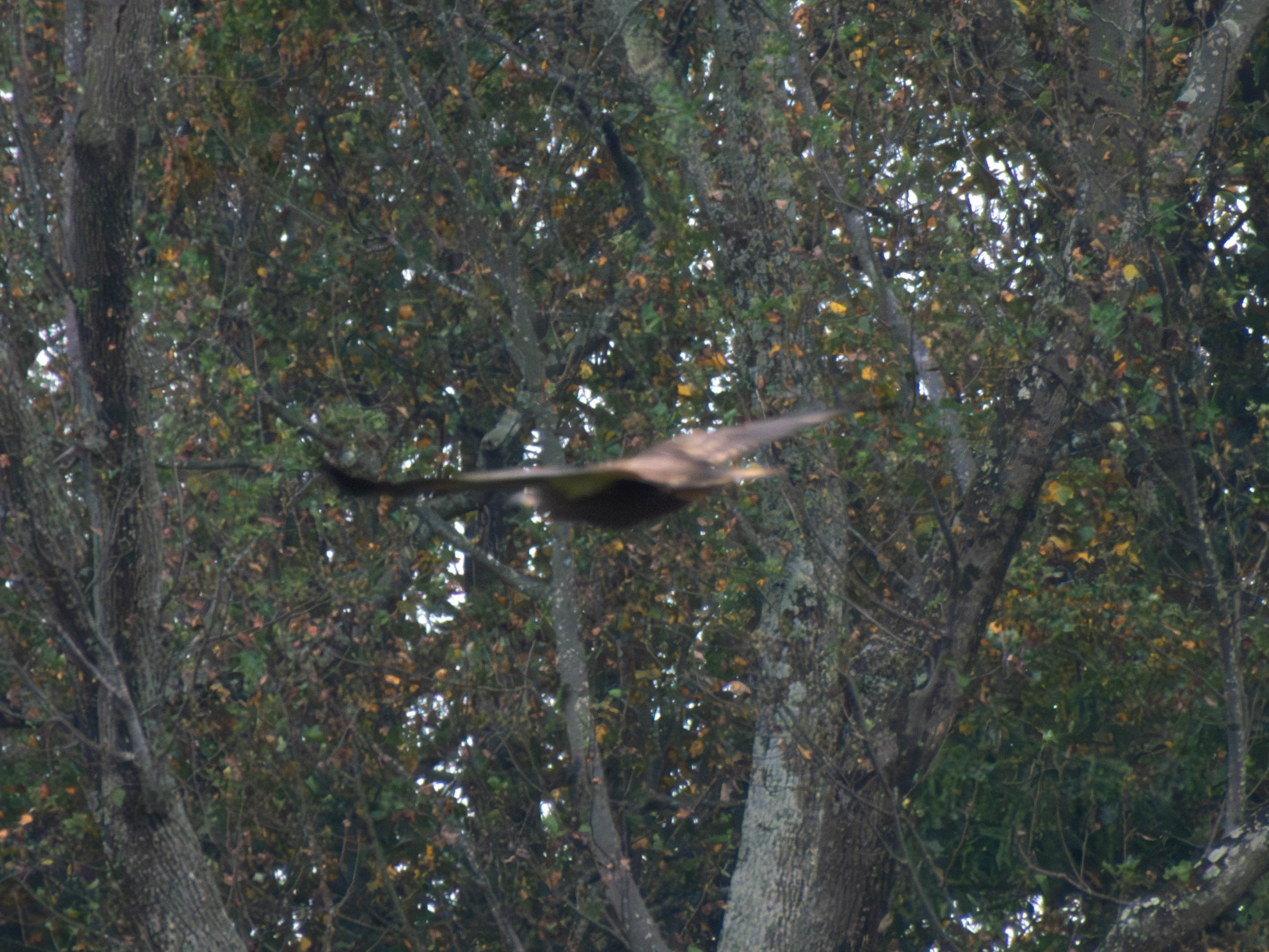 No clue what this is -- was rushing to get the picture and didn't get the focus right