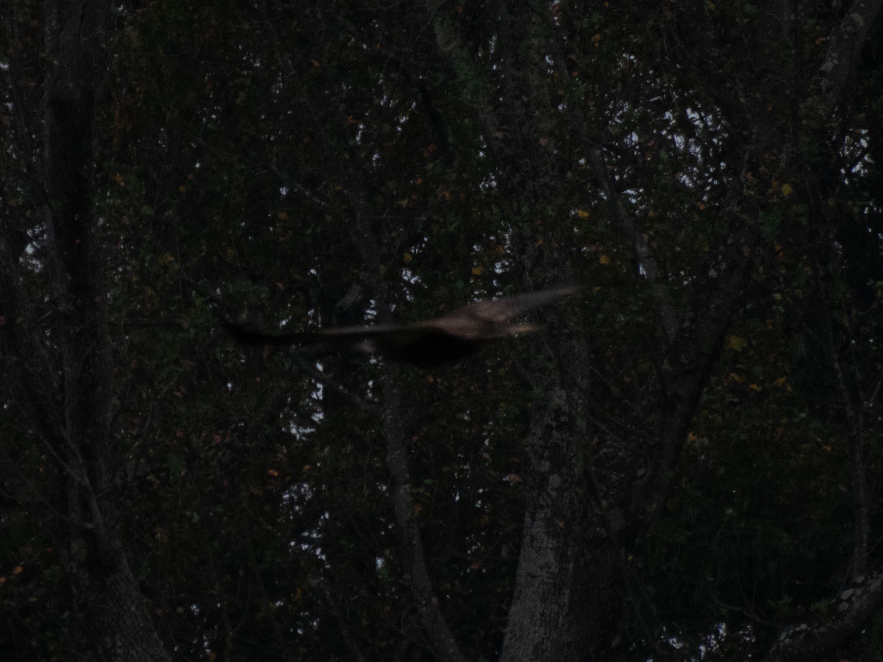 Unedited version of No clue what this is -- was rushing to get the picture and didn't get the focus right