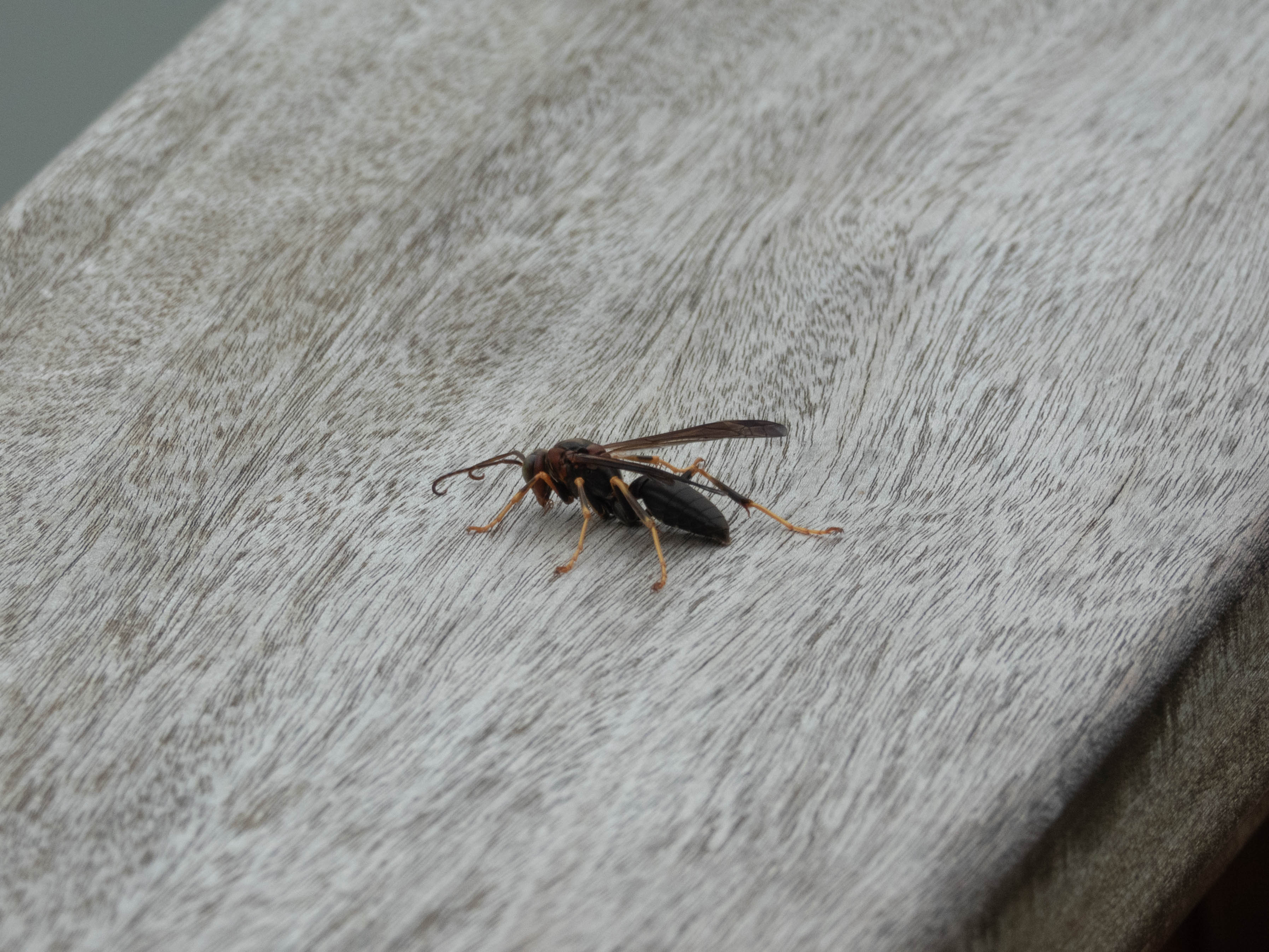 Paper wasp