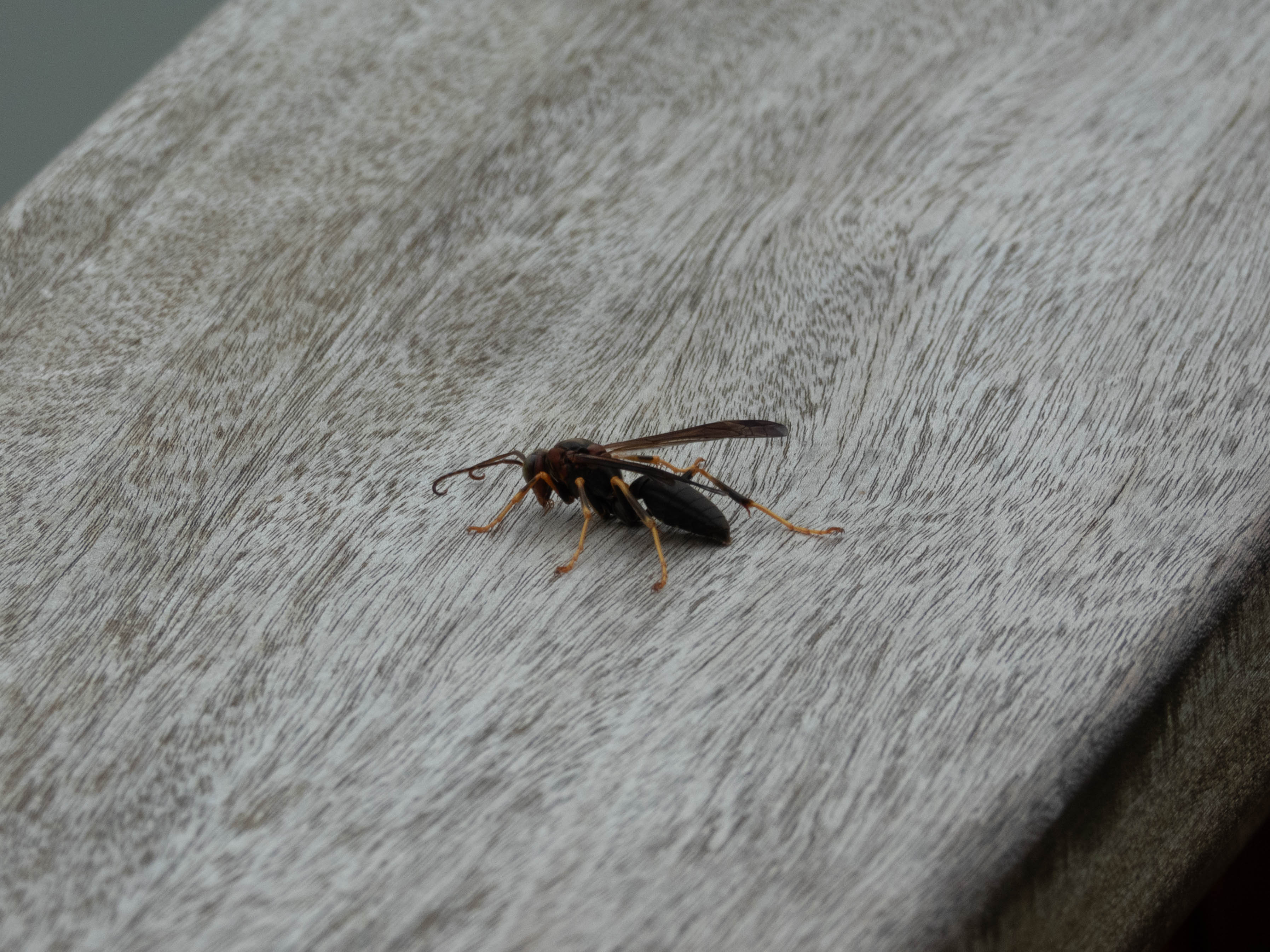 Unedited version of Paper wasp