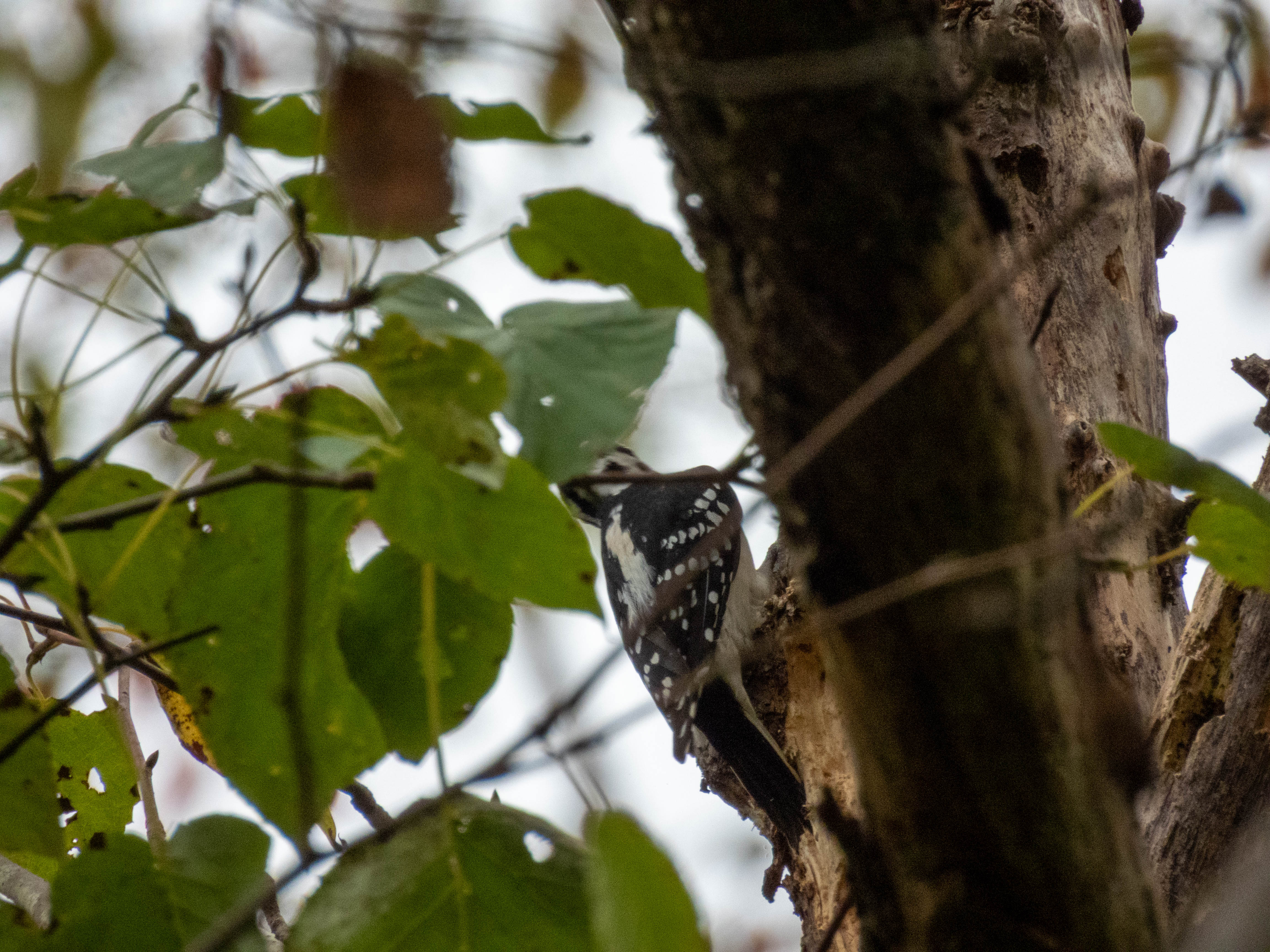 Hairy woodpecker