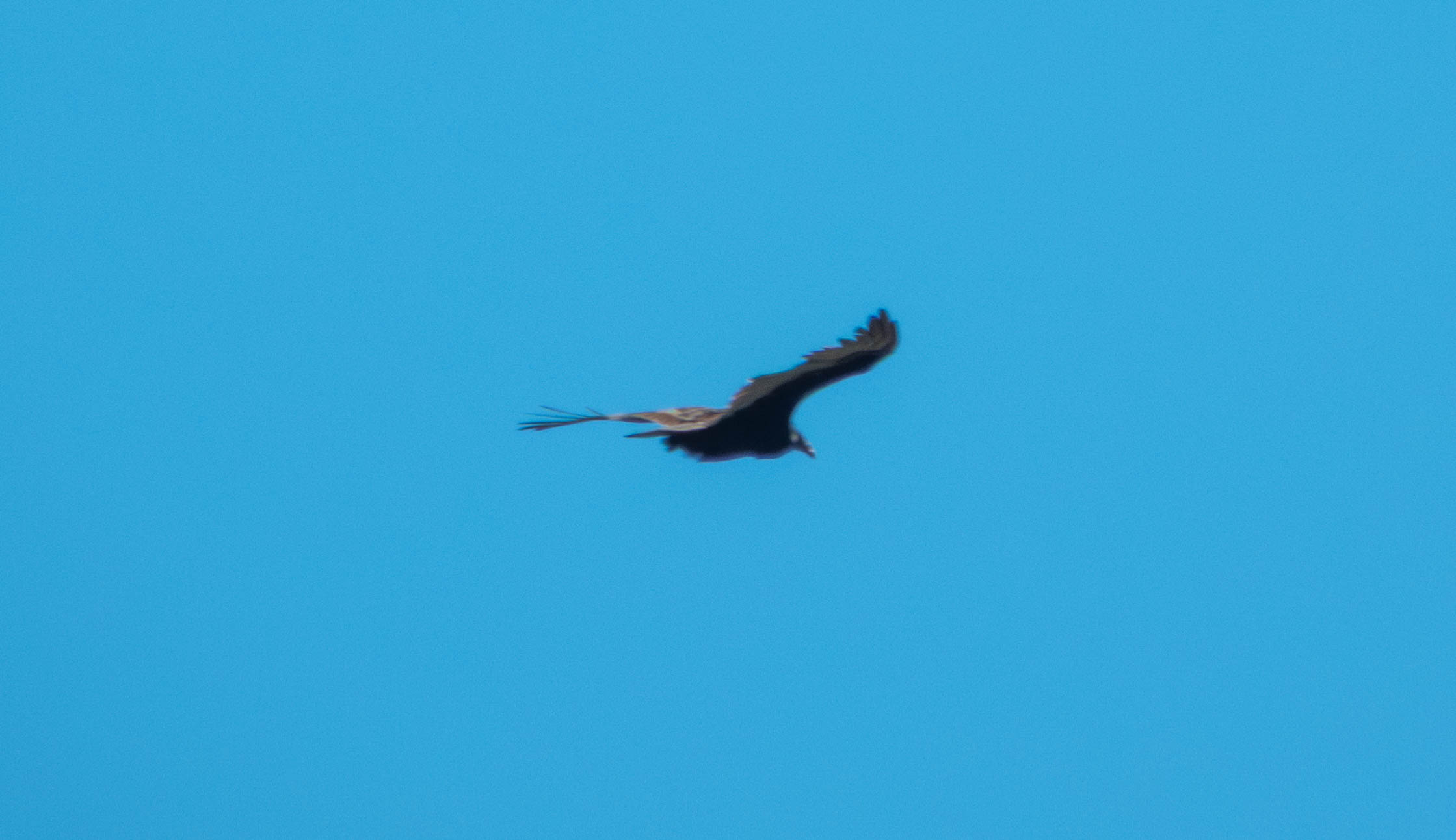 Turkey vulture
