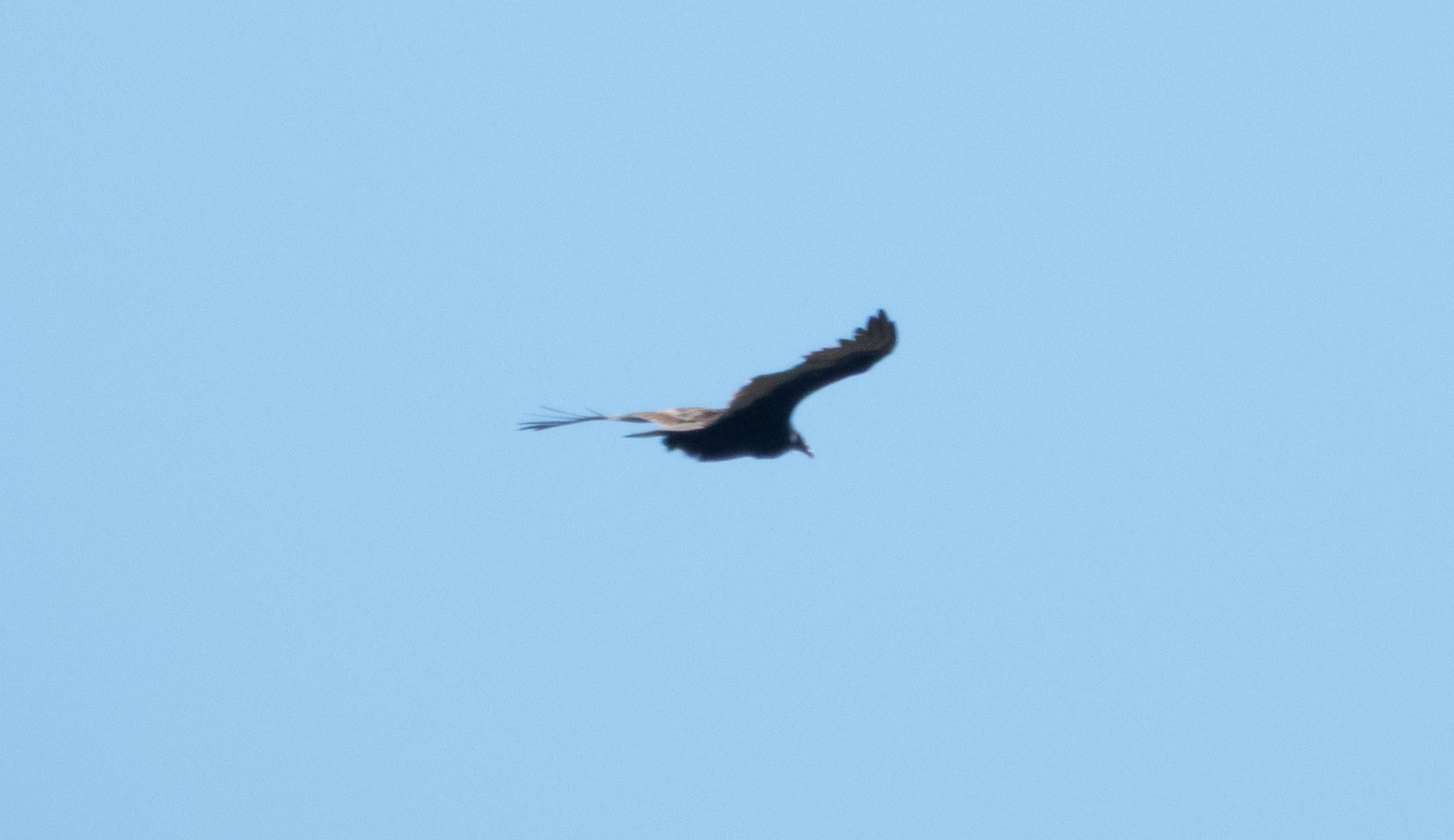 Unedited version of Turkey vulture