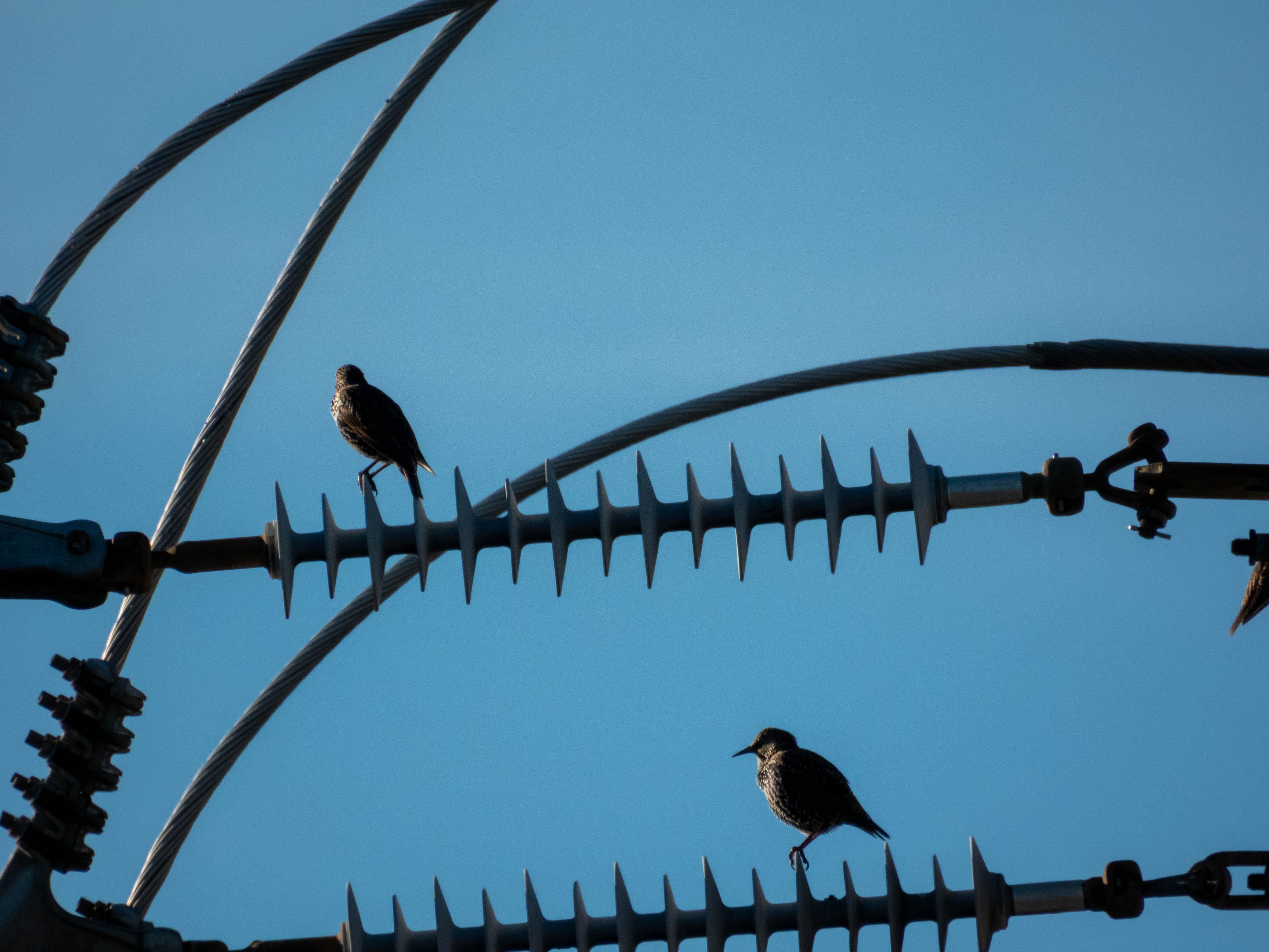 European Starlings on a powerline