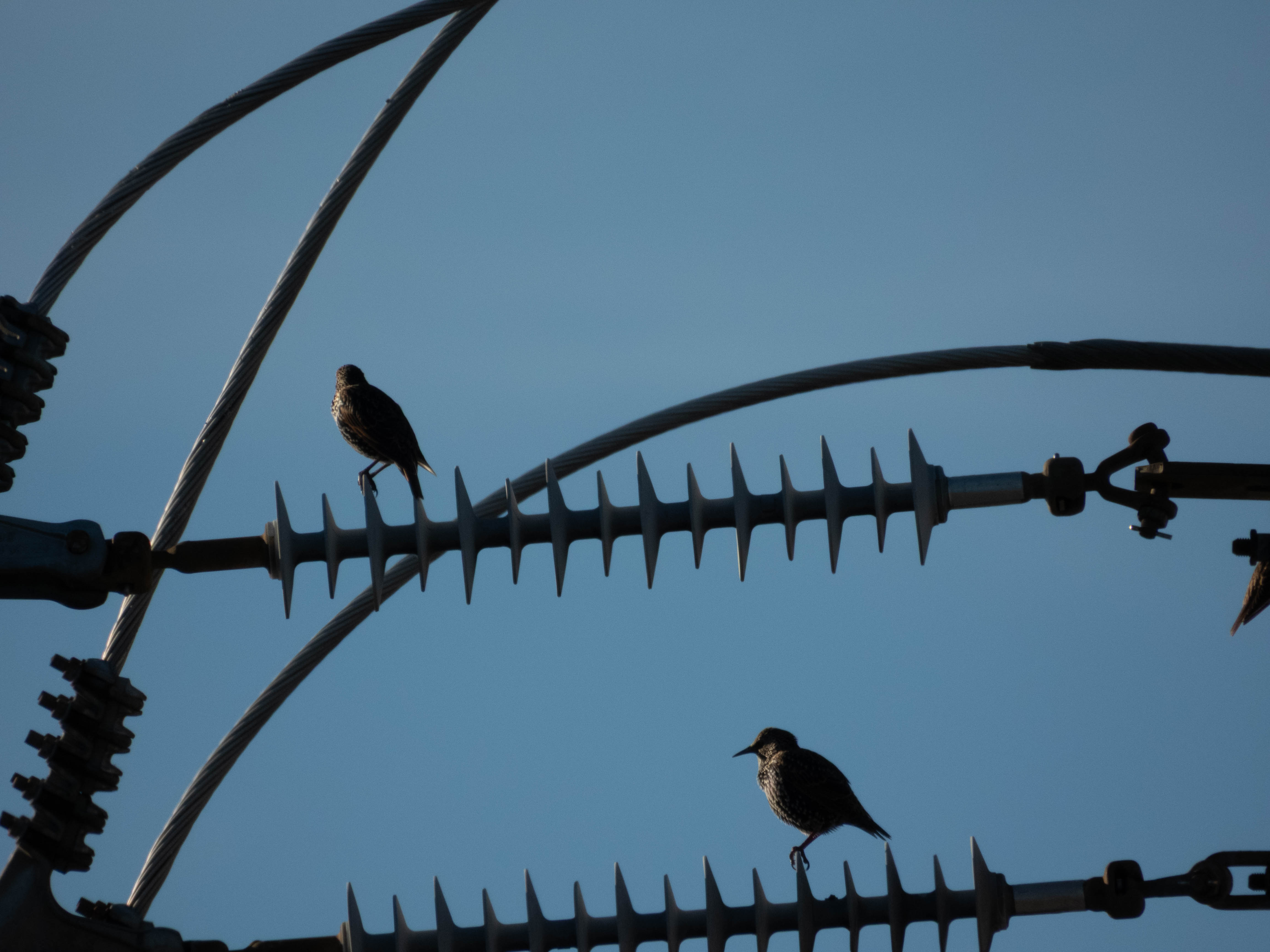 Unedited version of European Starlings on a powerline