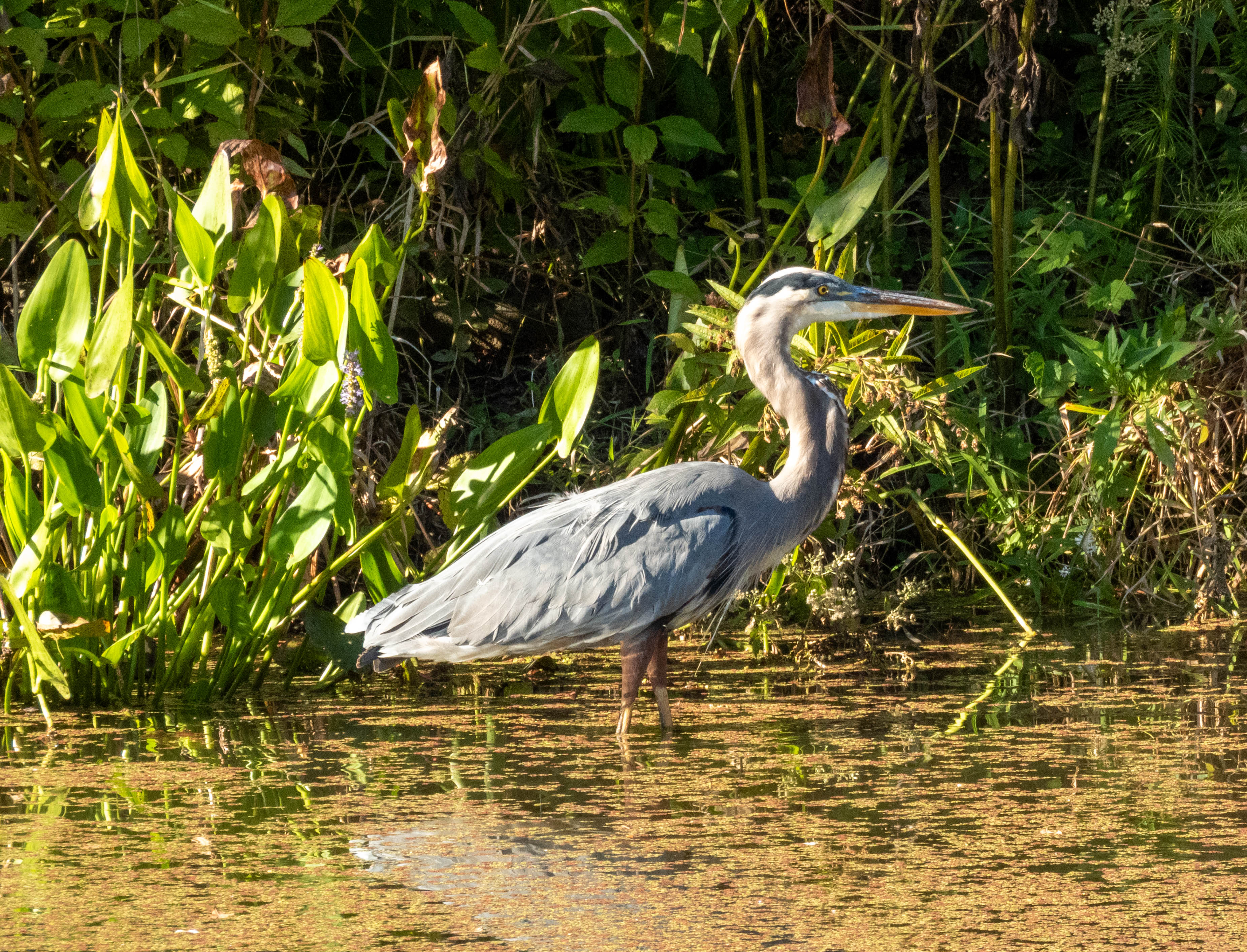 Great Blue Heron