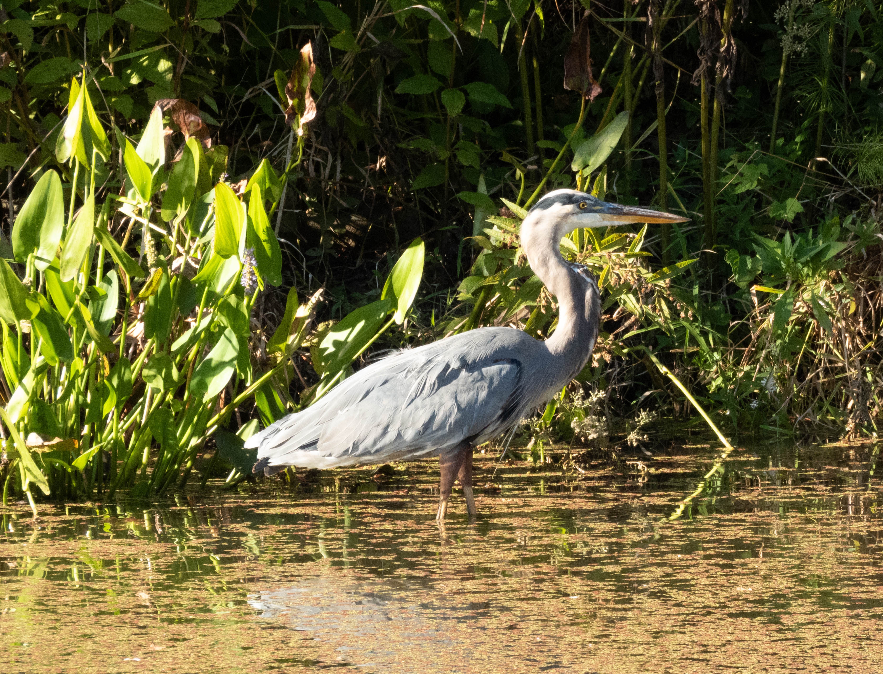 Unedited version of Great Blue Heron