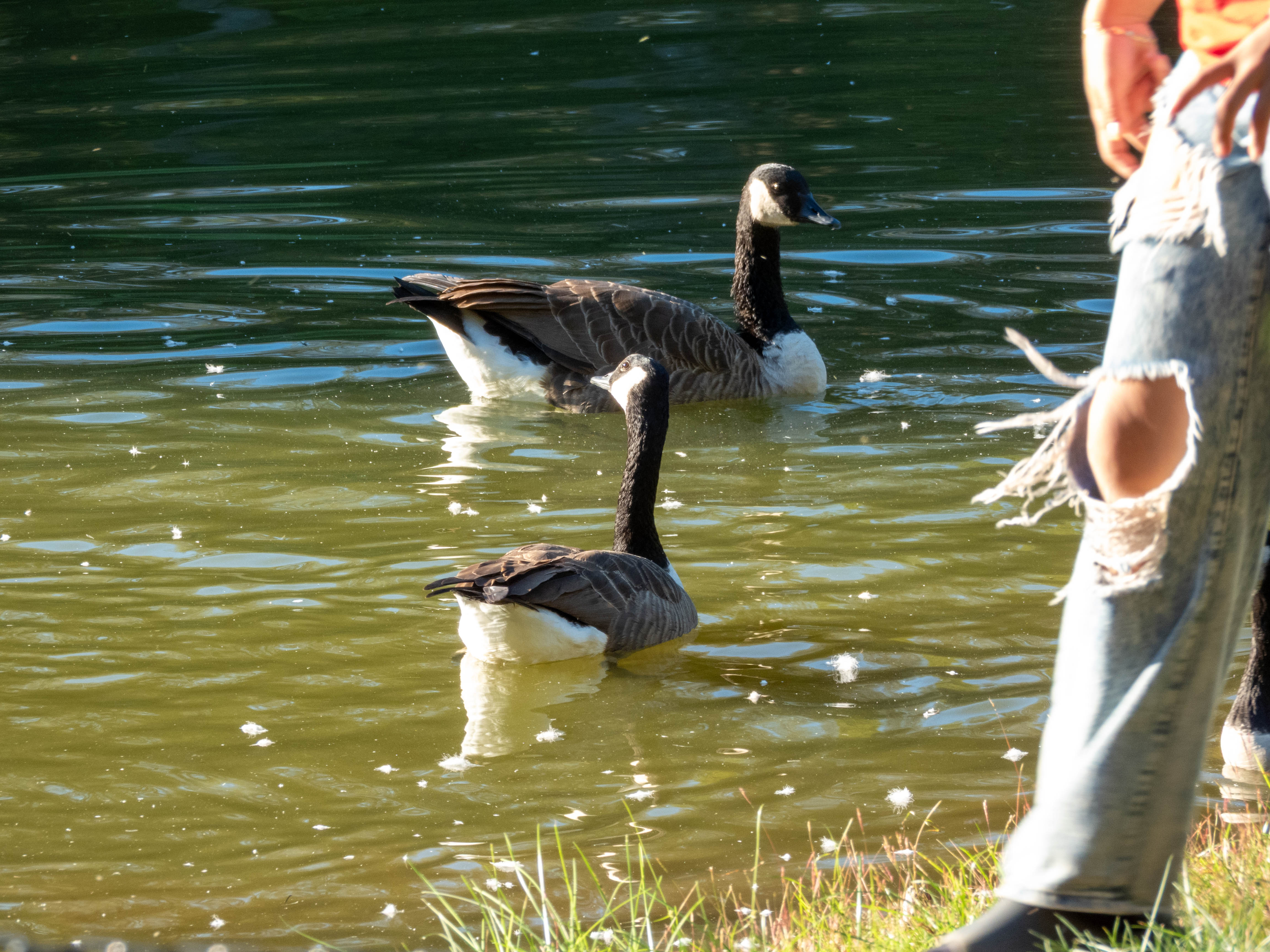 Canadian Geese during the golden hour