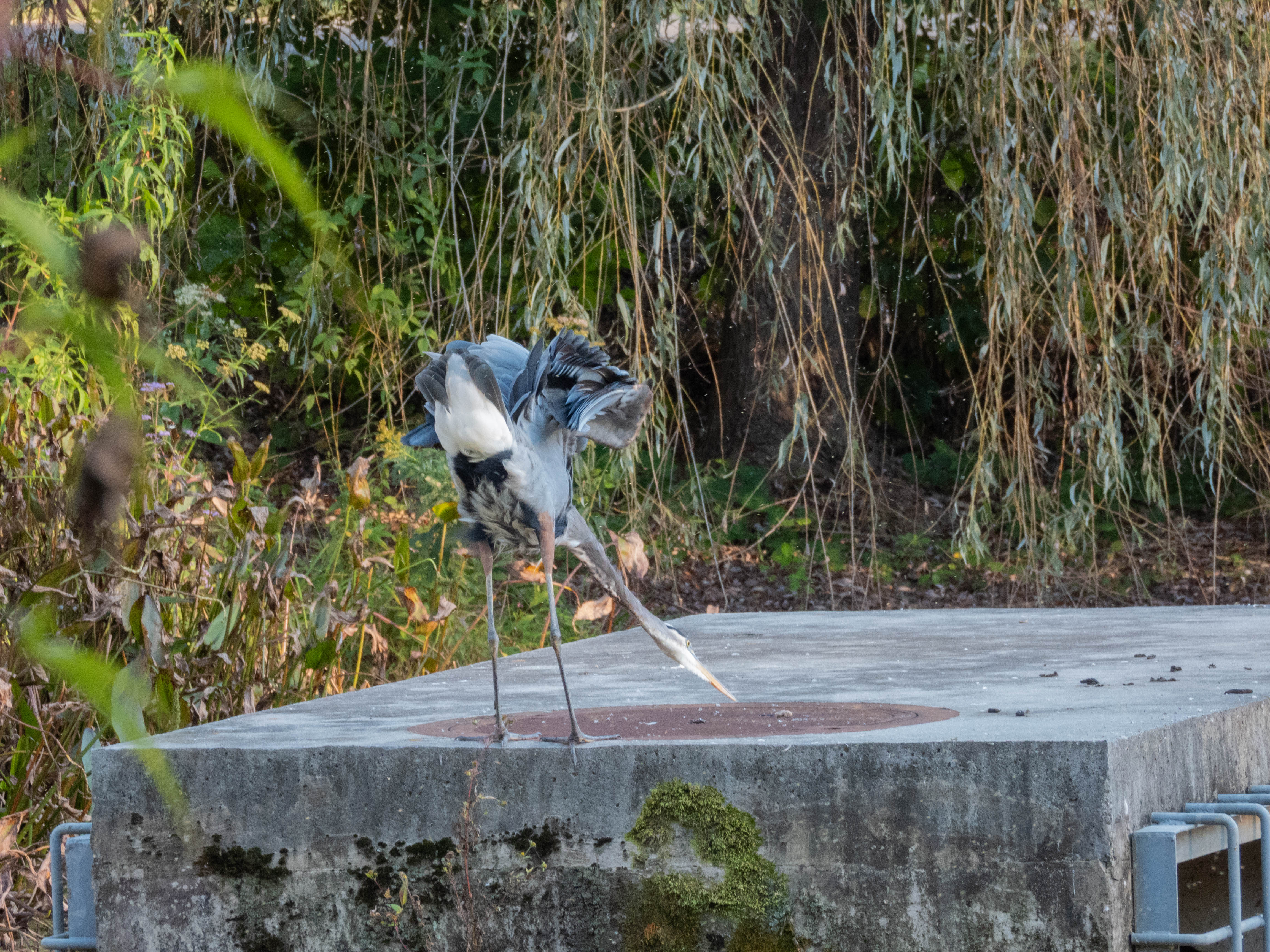 Great Blue Heron extended outwards