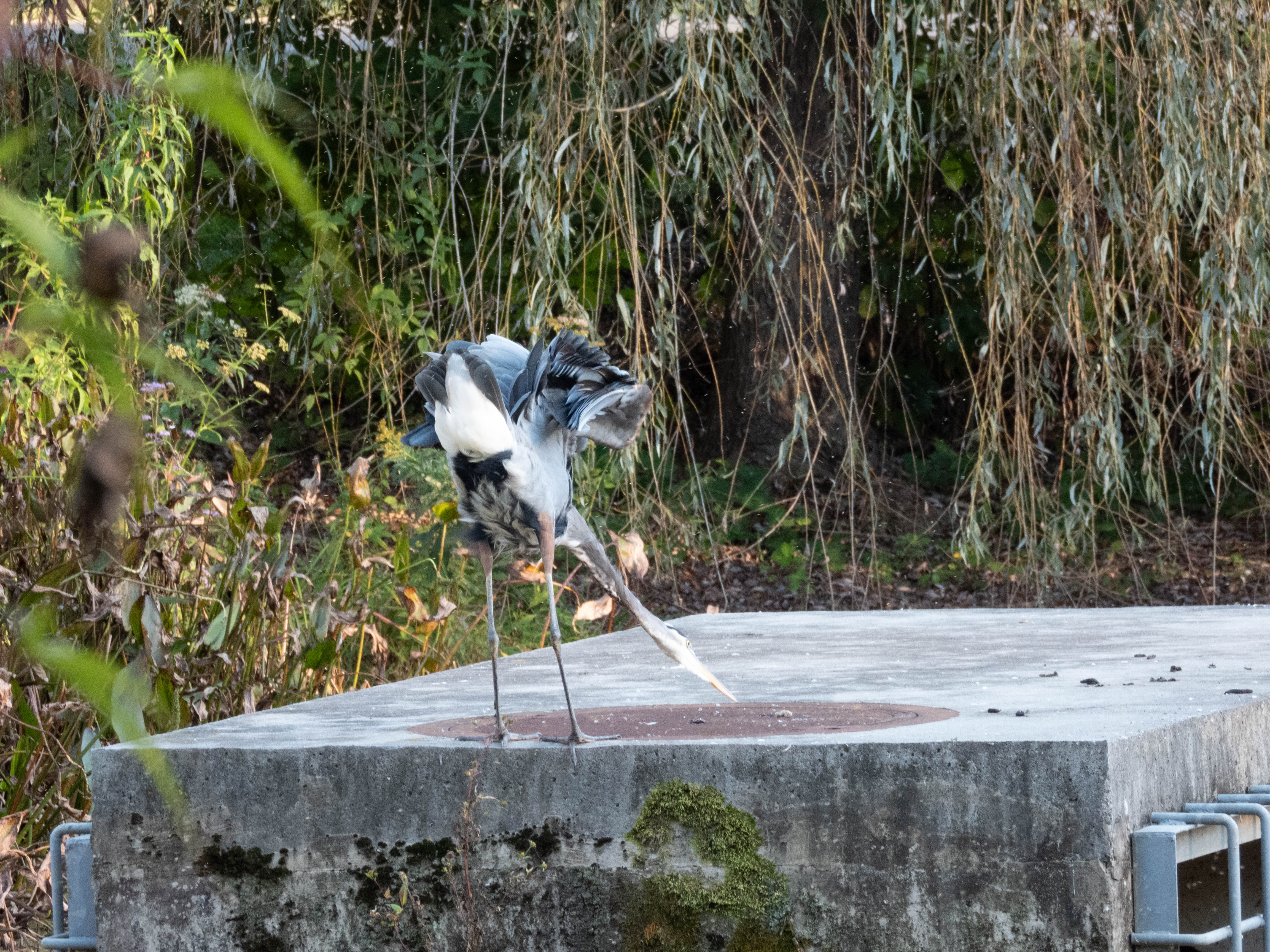 Unedited version of Great Blue Heron extended outwards