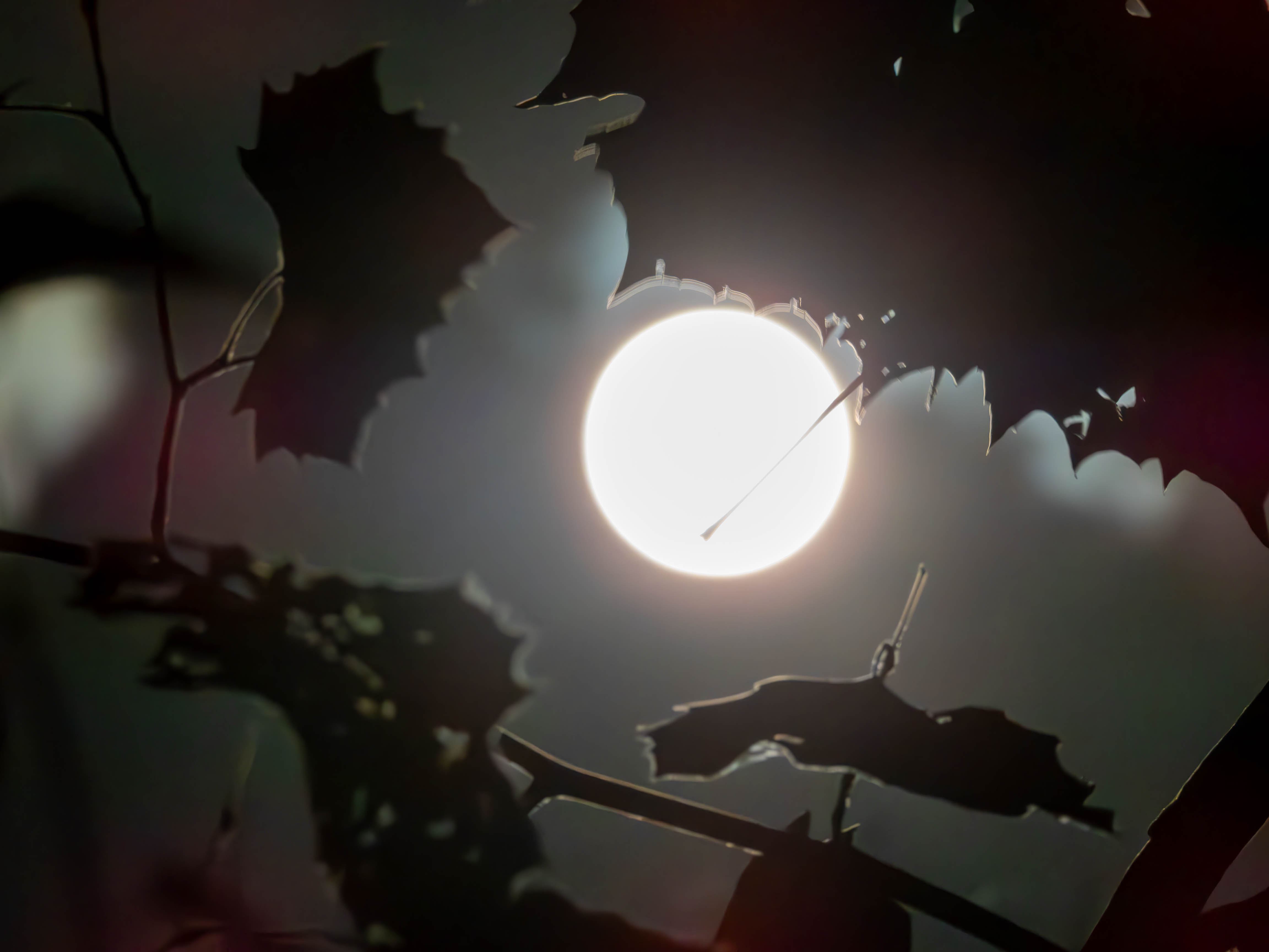 Moon through some leaves -- October 2025 Harvest Moon