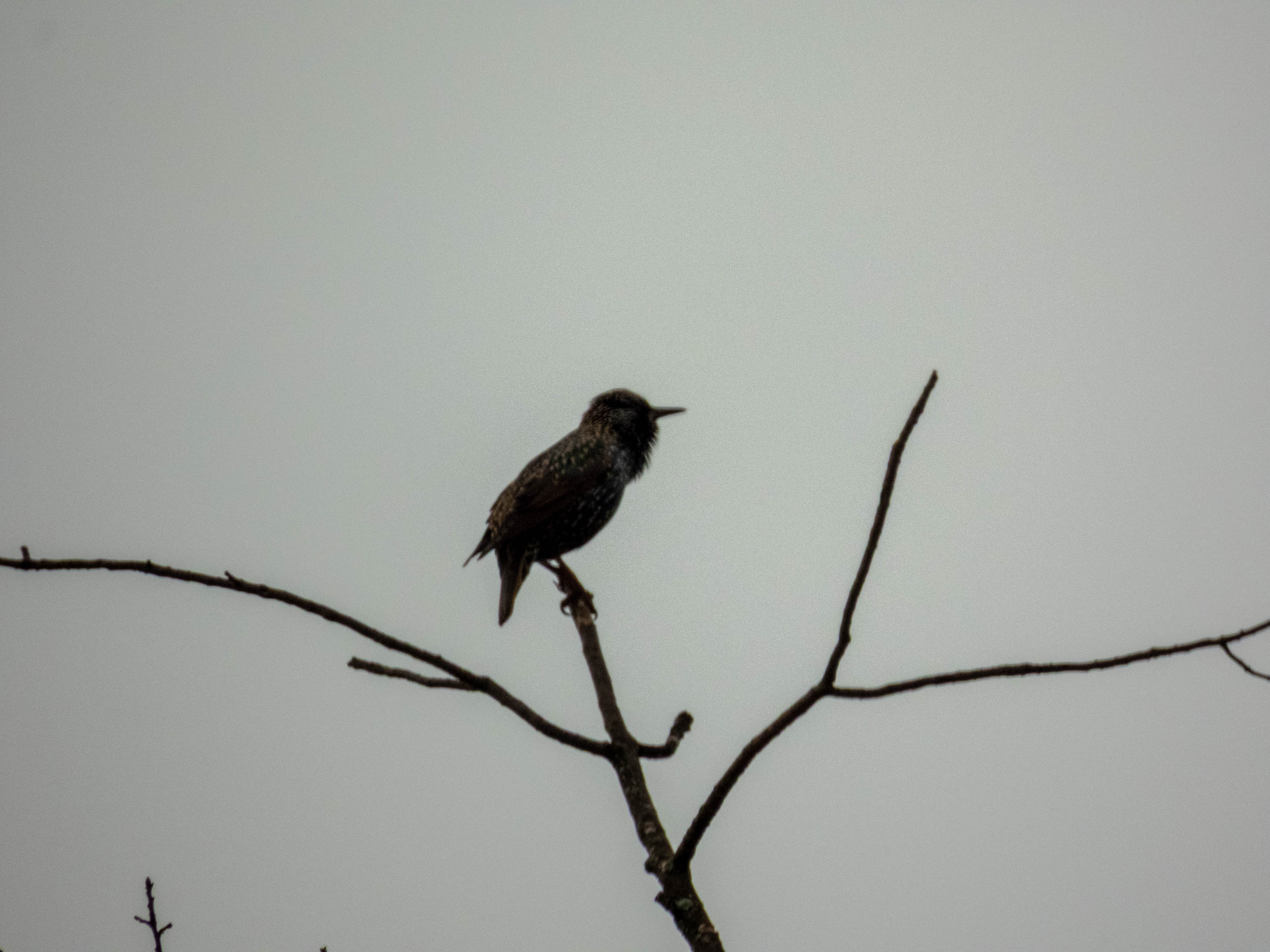 European starling at the top of a tree. I think I cropped this image too much...