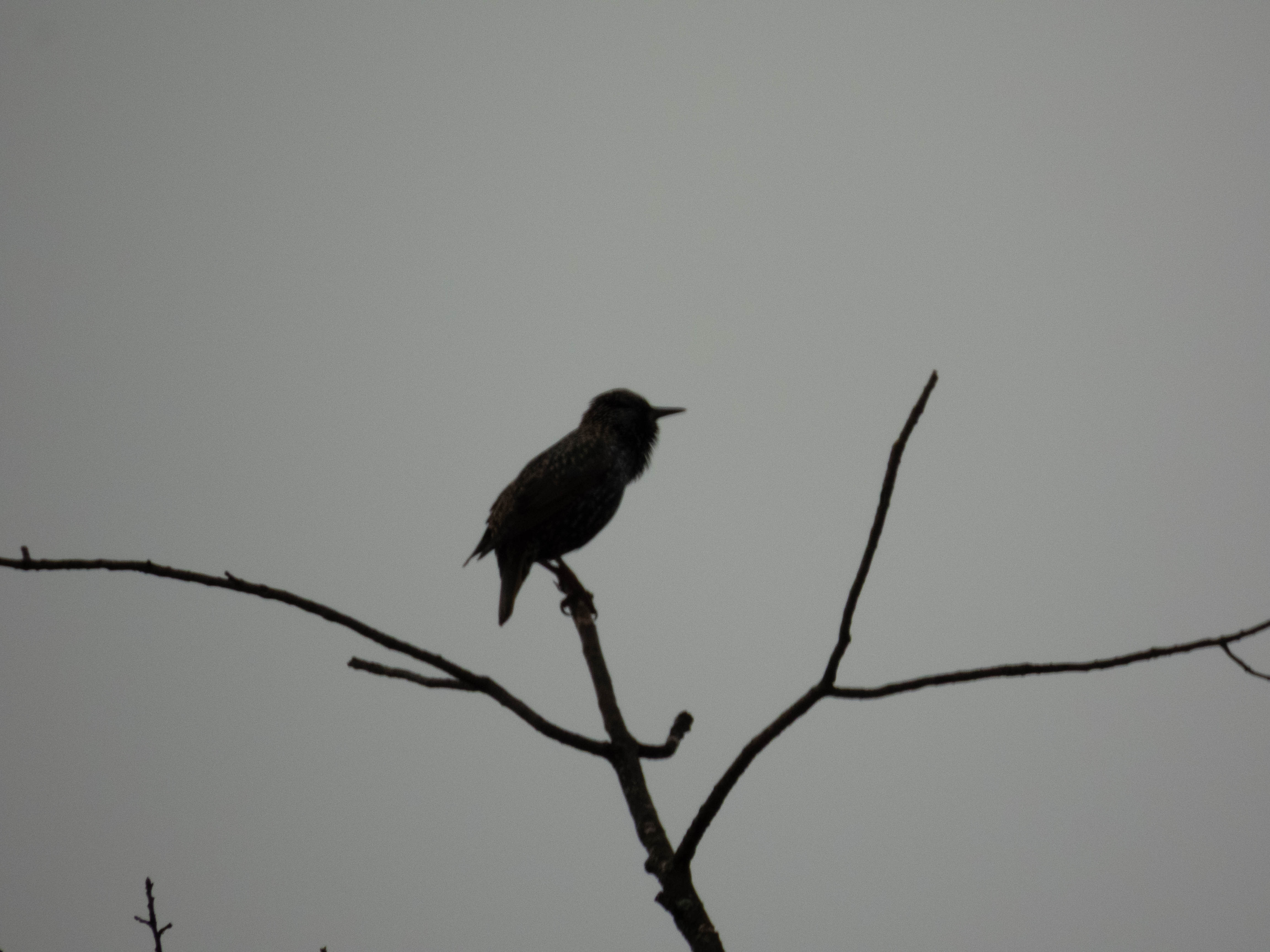 Unedited version of European starling at the top of a tree. I think I cropped this image too much...