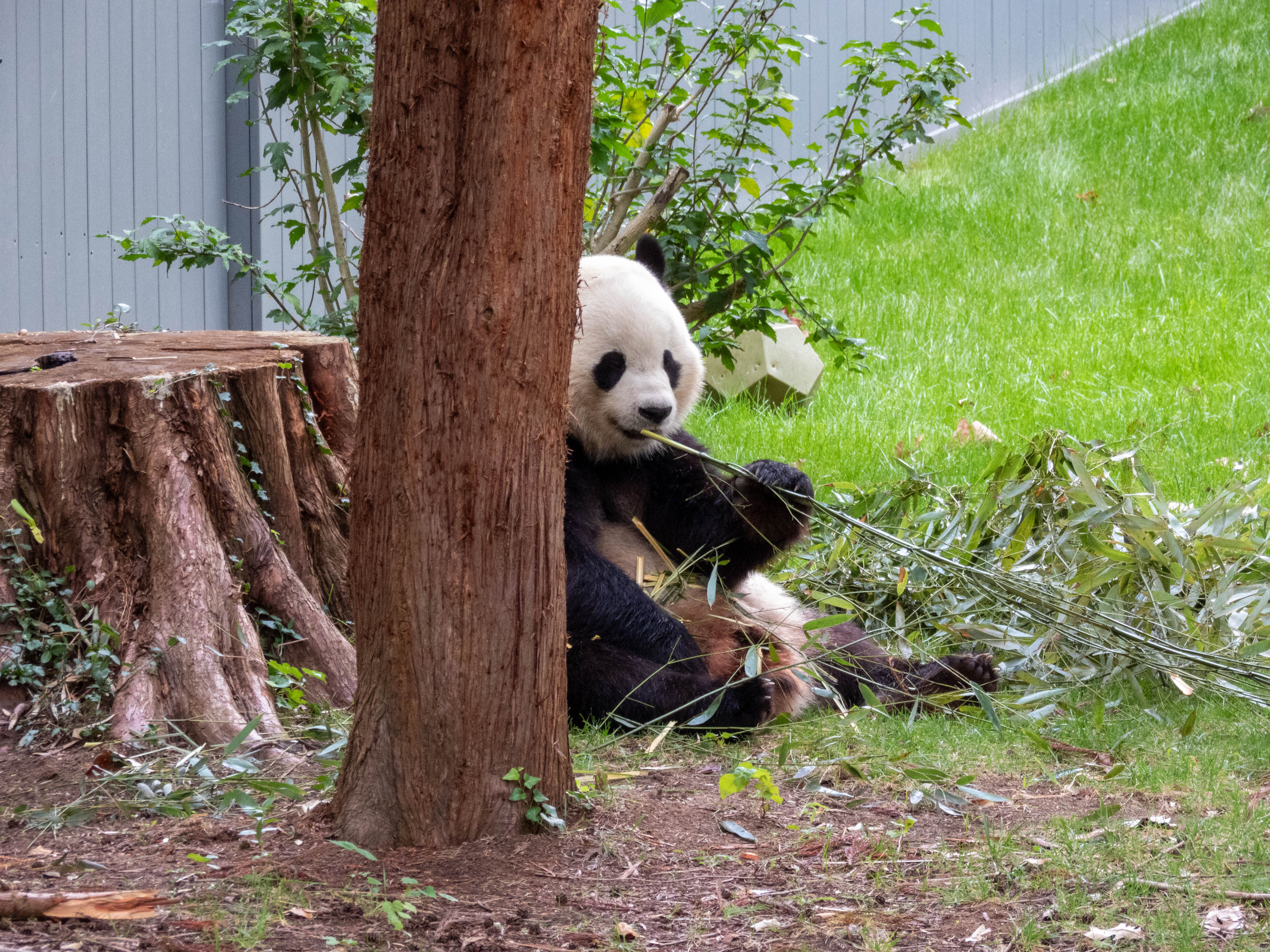 Panda at the national zoo!